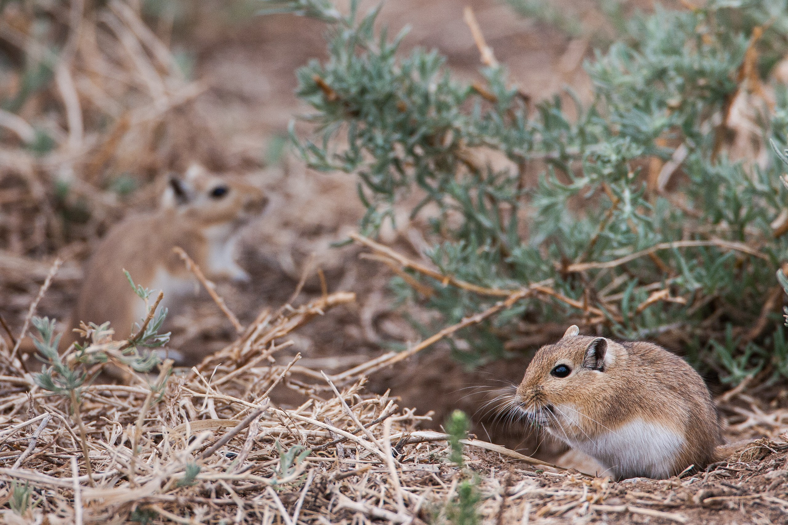 Монголия. Фотограф Владимир Медведев