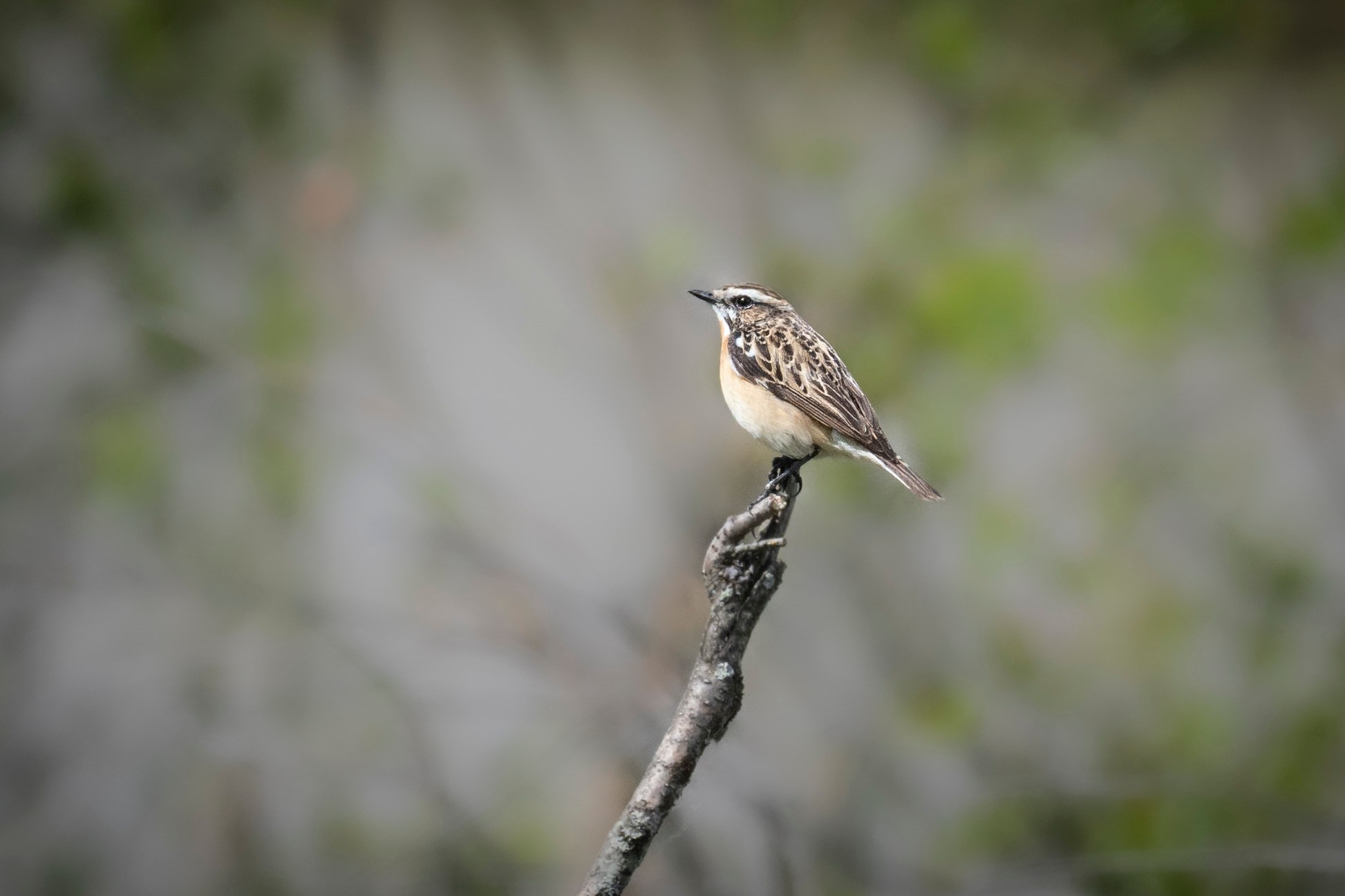 Фотоохота. Вижу