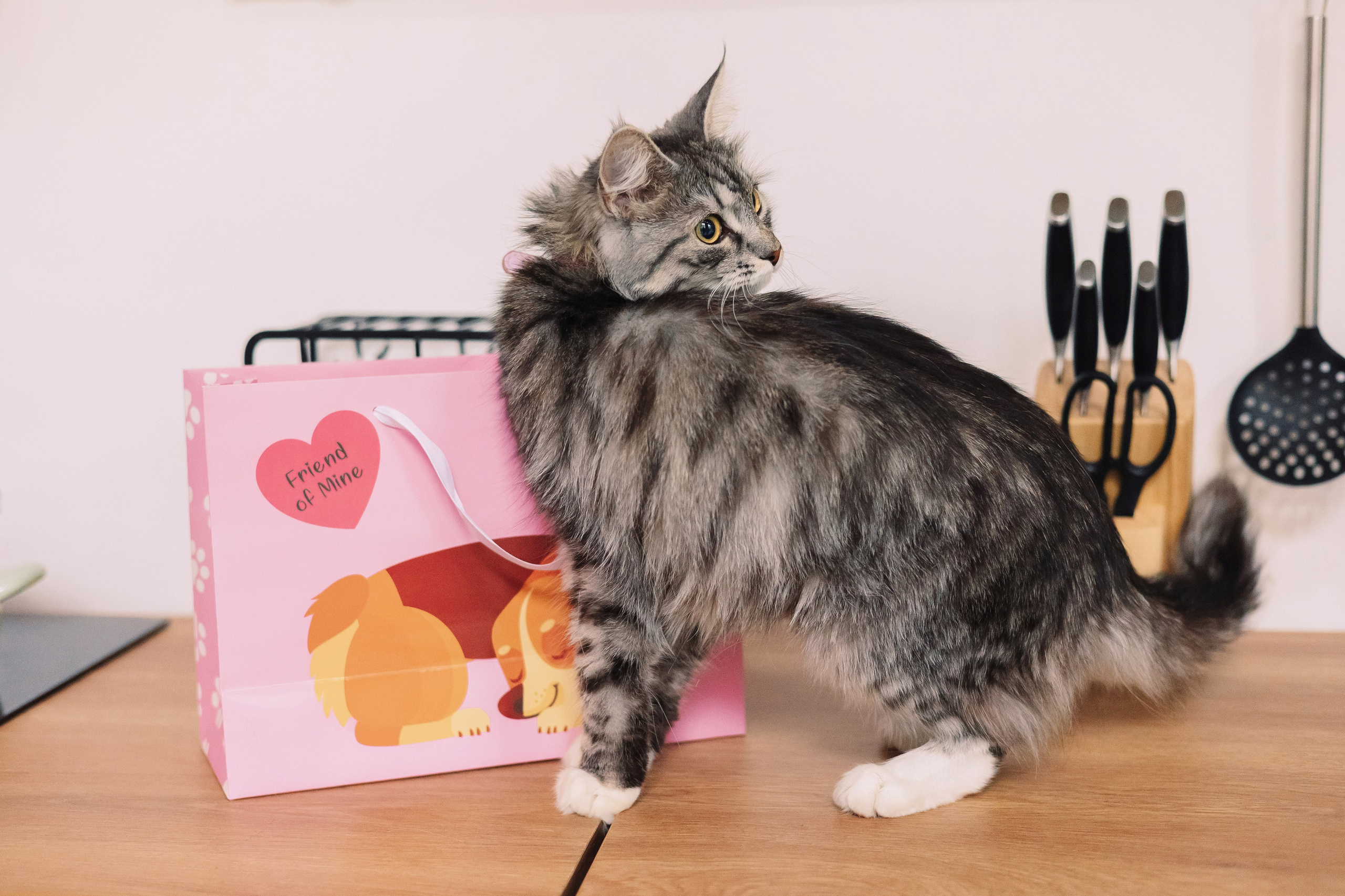 Магазин Friend of mine. Фотограф-анималист Елена Радченко, Москва