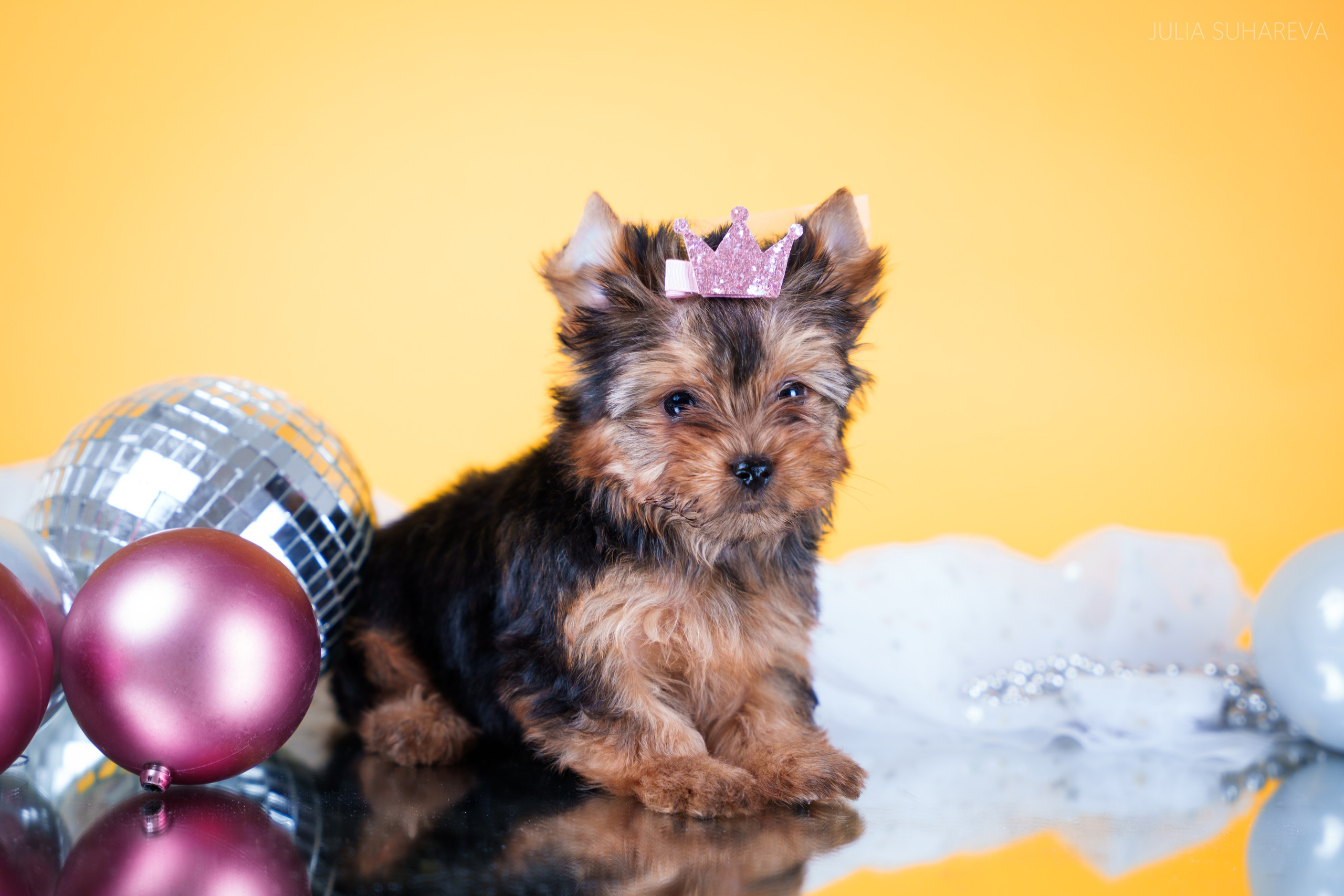 Йоркширский терьер (домашняя съемка). Главная