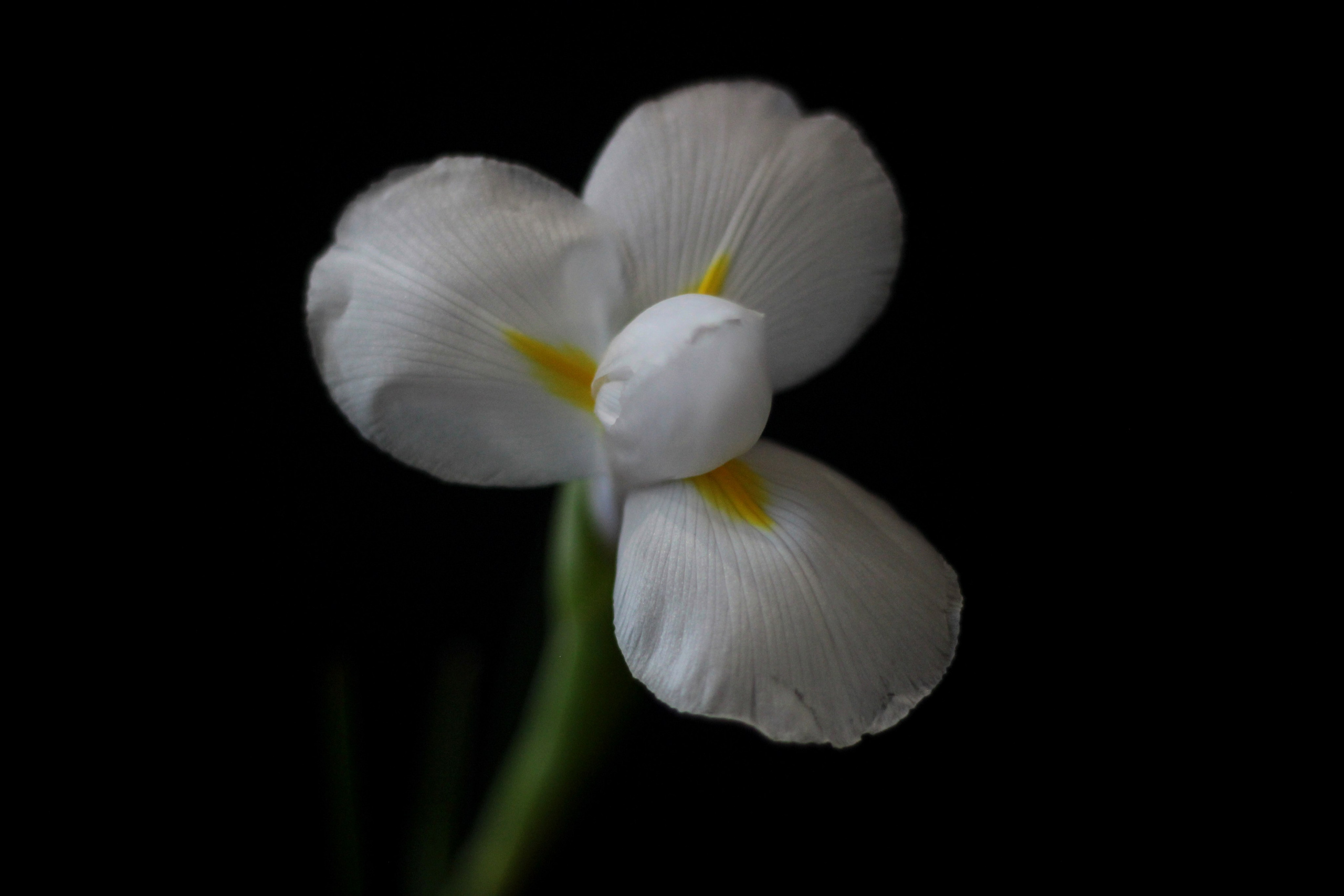 Предметная съемка. Ольга Ибатуллина