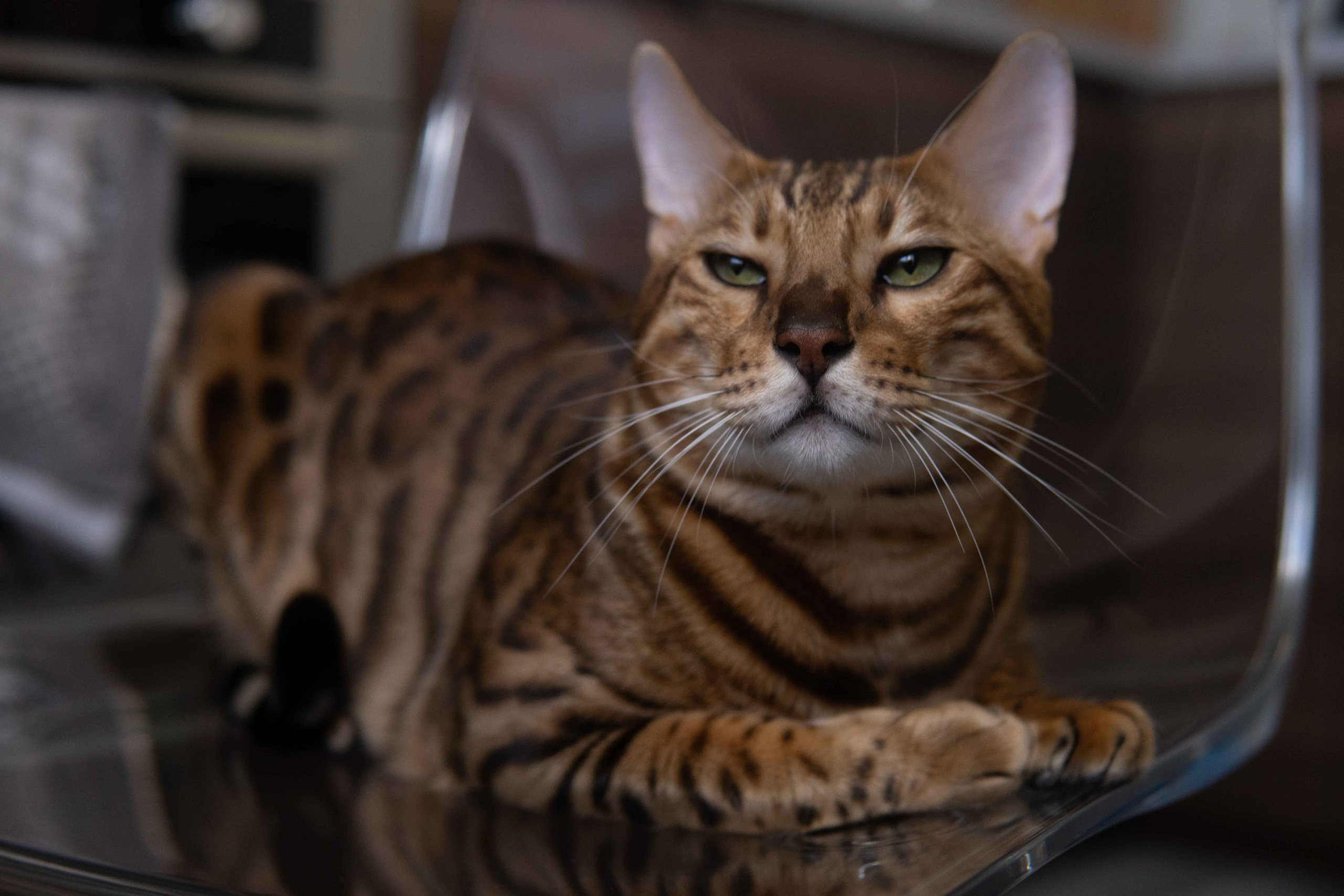 Sergey, Yana y Lev. Wedding Photographer in Barcelona and Medellin