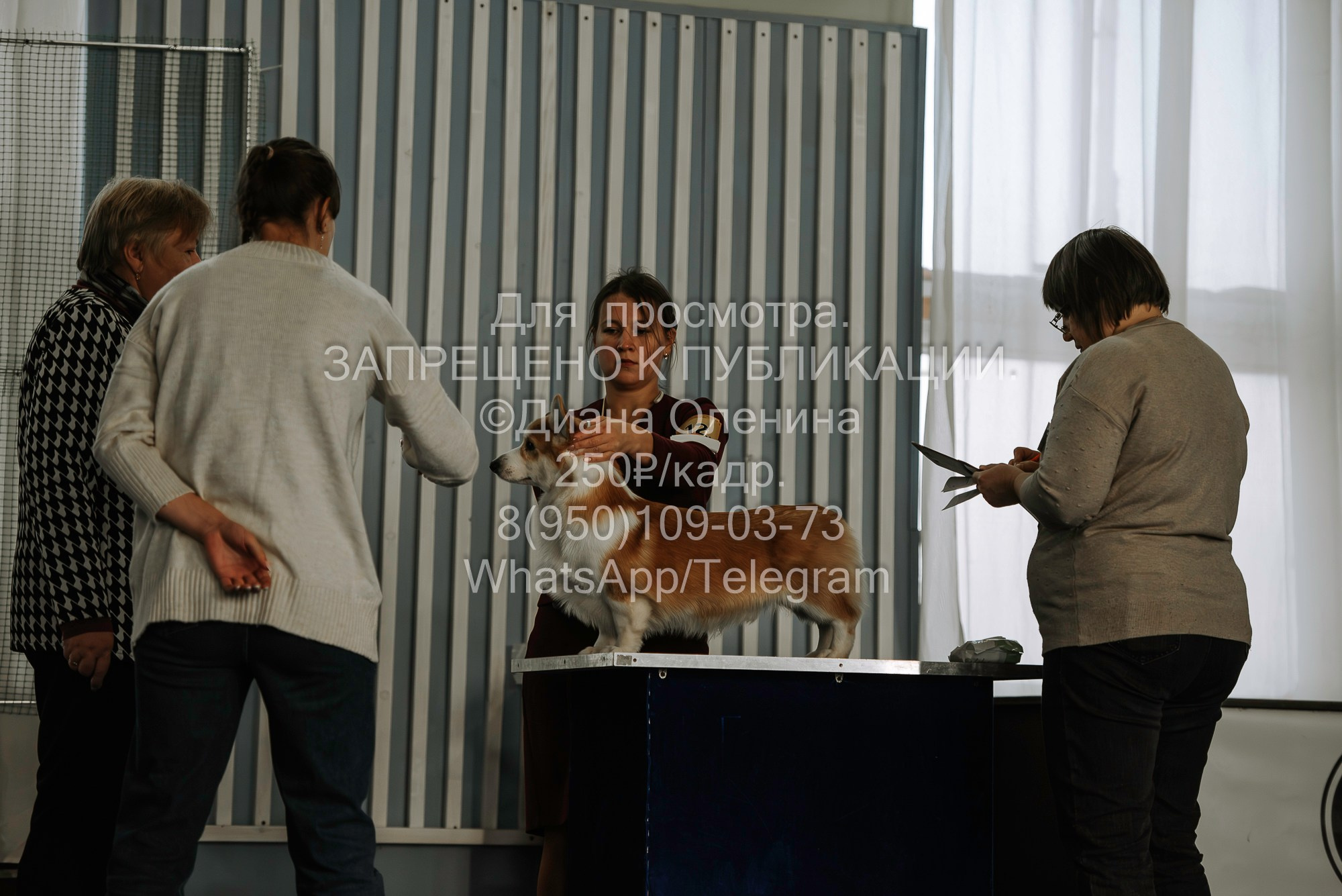 Выставка собак Красноярск 29.10.2023. Фотограф Диана Оленина Красноярск / Братск