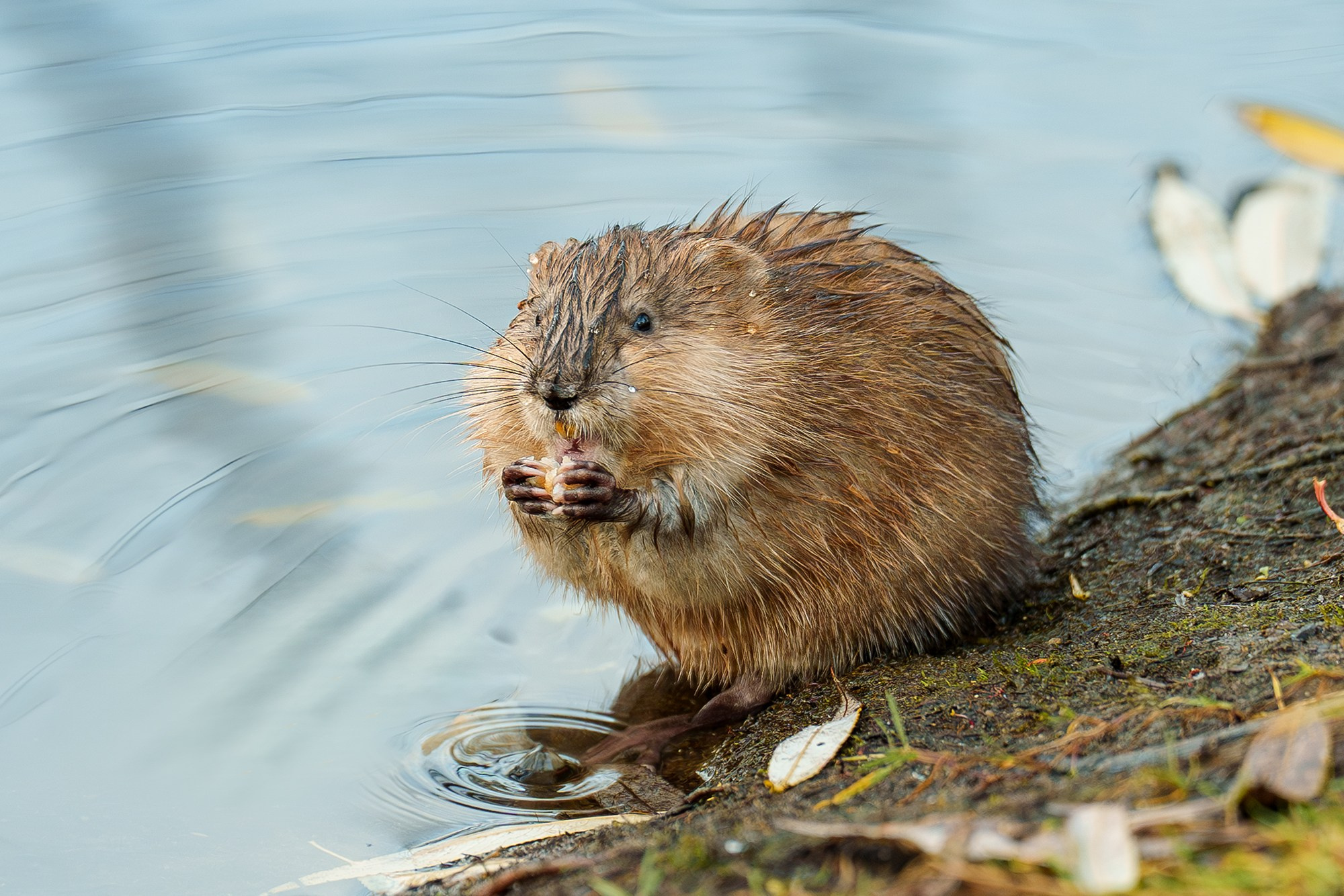 Животные. Ваш личный фотограф Марина Волкова
