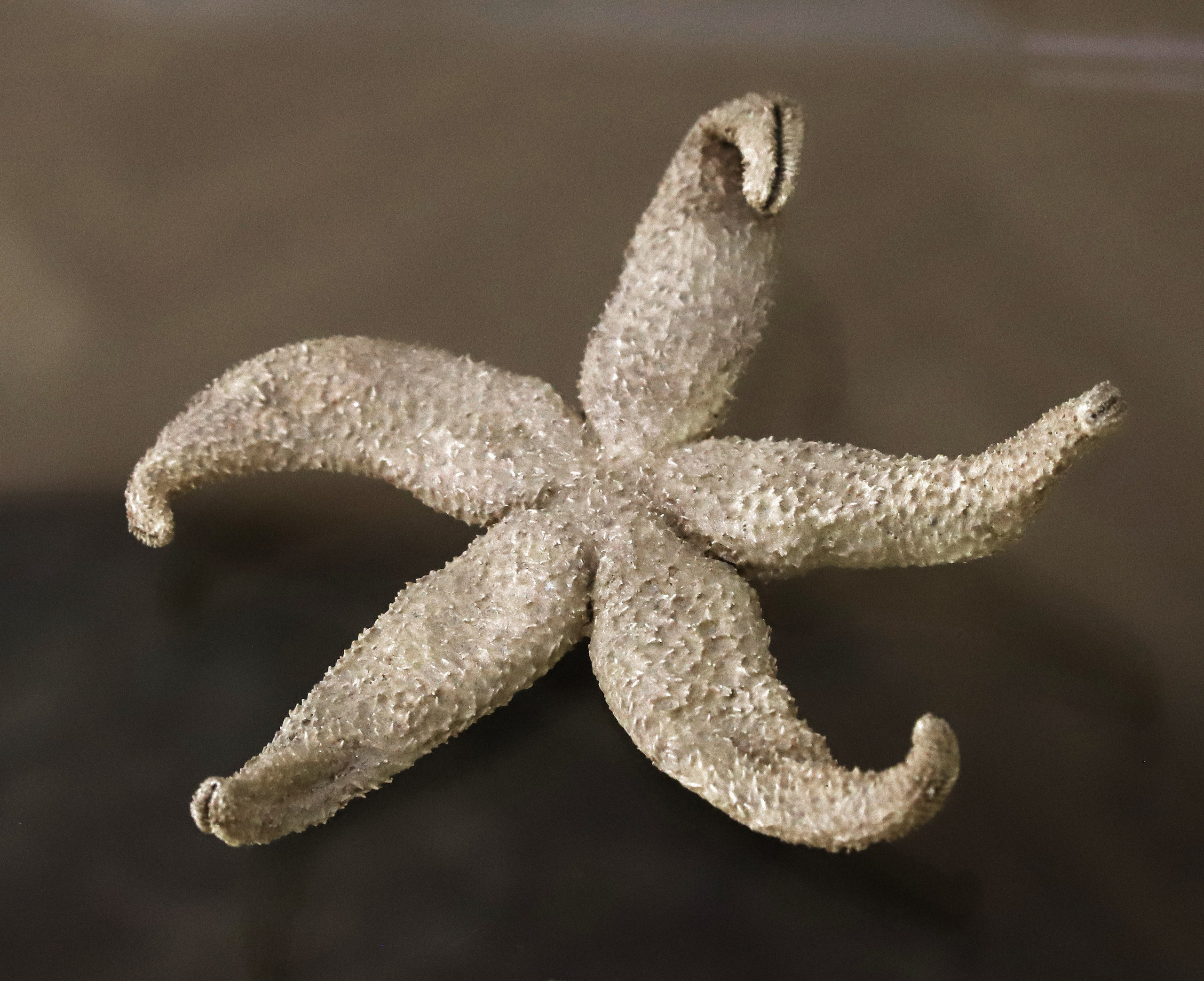 Морской калейдоскоп. Фотограф Юлия Маринина