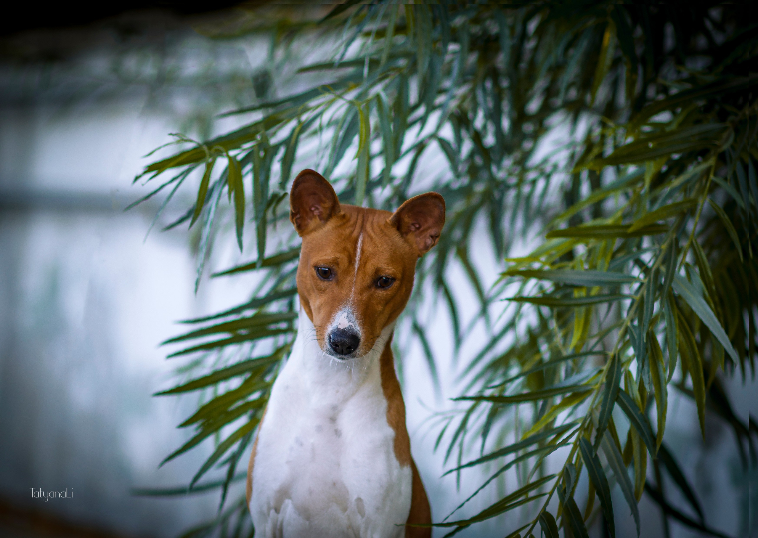 Басенджи. Фотограф — анималист Татьяна Ли
