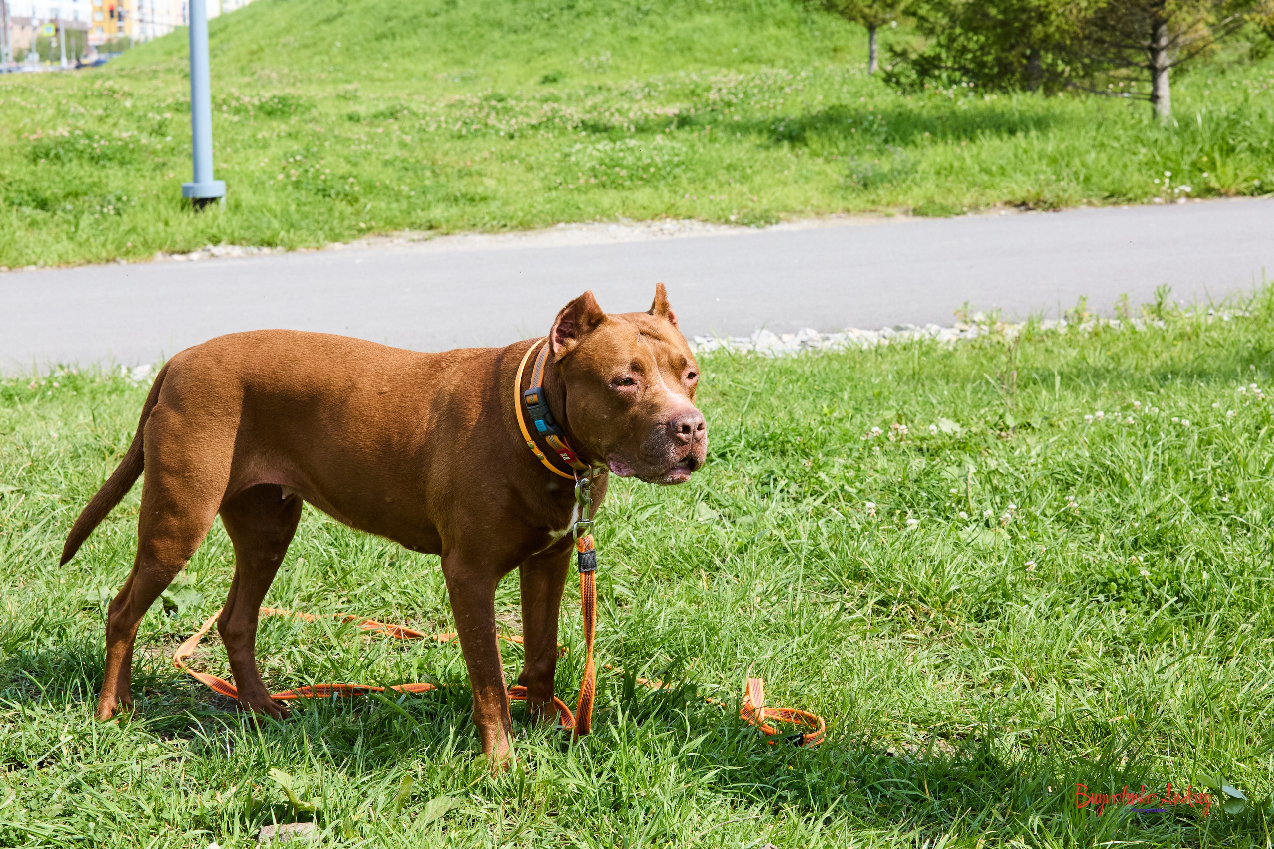 Проект фотопрогулка с хвостиком. Buyvolenko Andrey