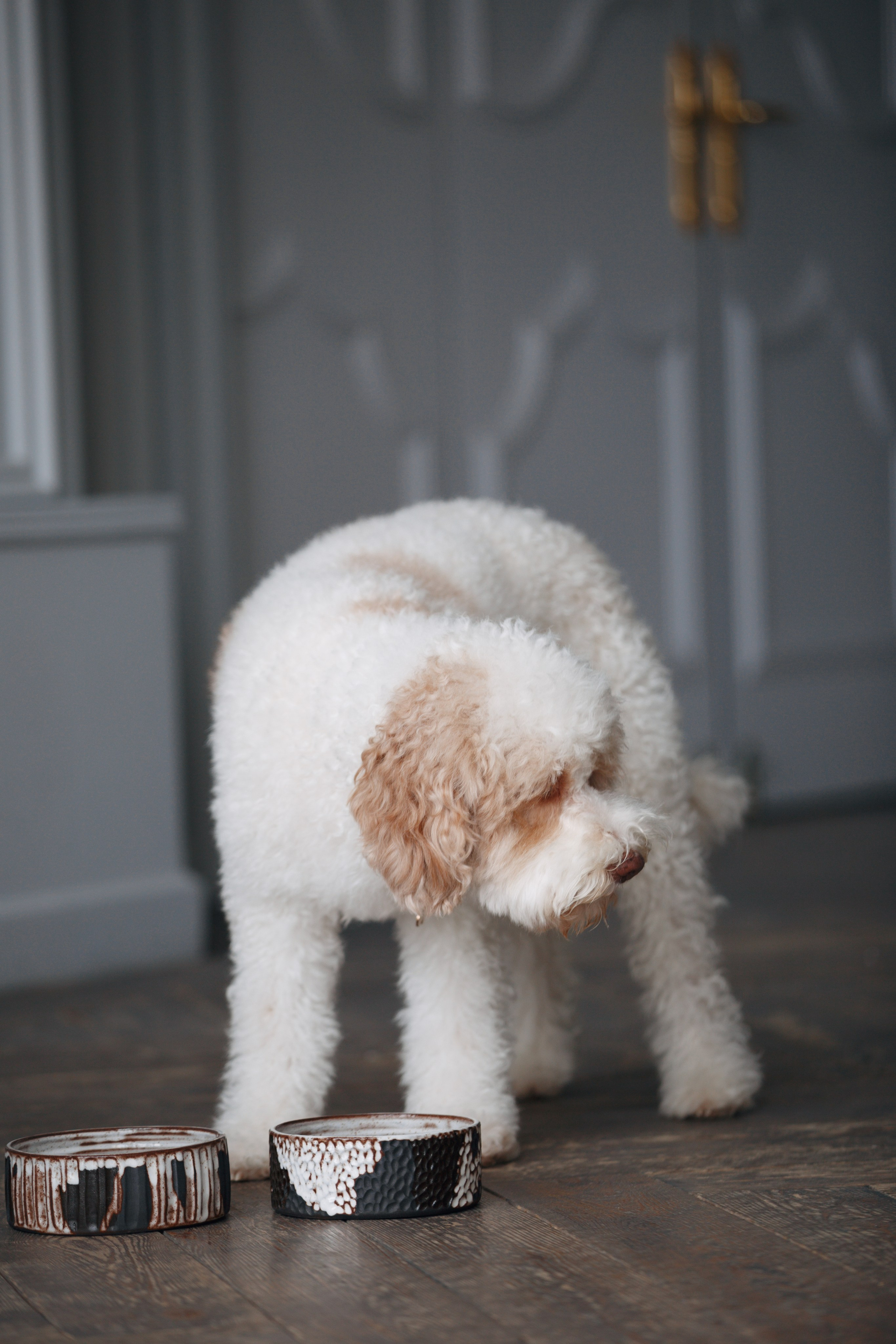 Bmbh лежанки и адресники. Фотограф анималист Кристина Карпова, Москва