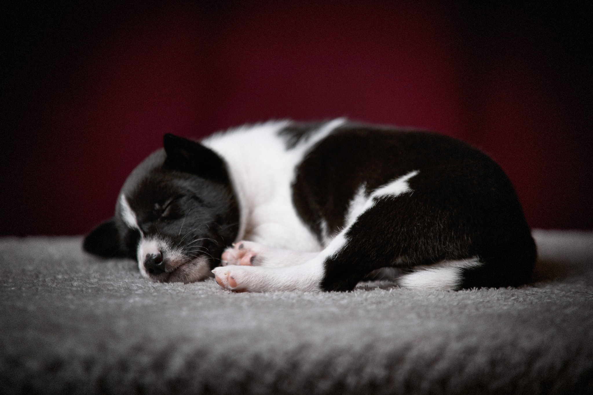 Животные. Портретный, интерьерный и фуд фотограф в Перми Иван Вострецов