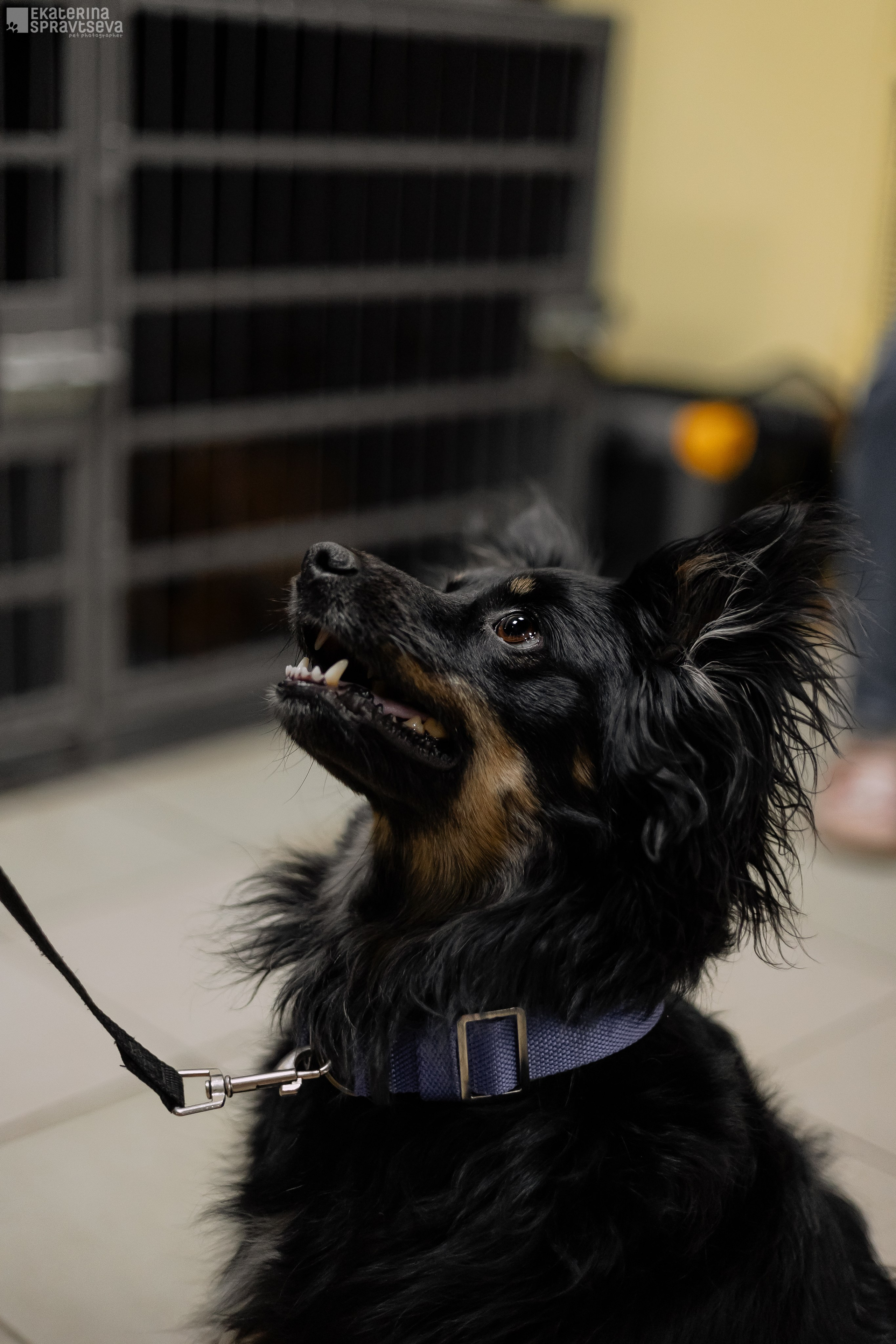 Праздник NoseWork. Фотограф Анималист Екатерина Справцева в Нижнем Новгороде
