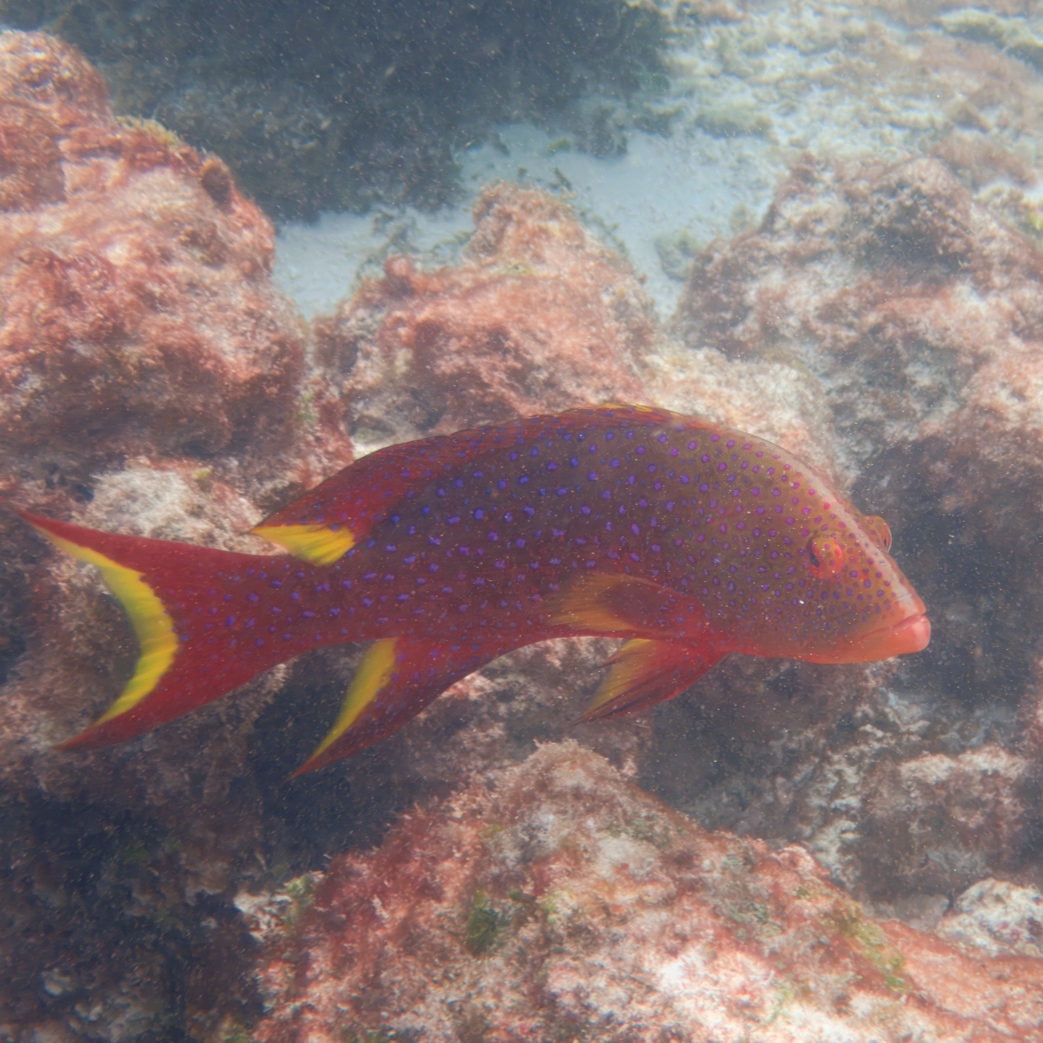 Мне посмотреть. Рыбов показываю