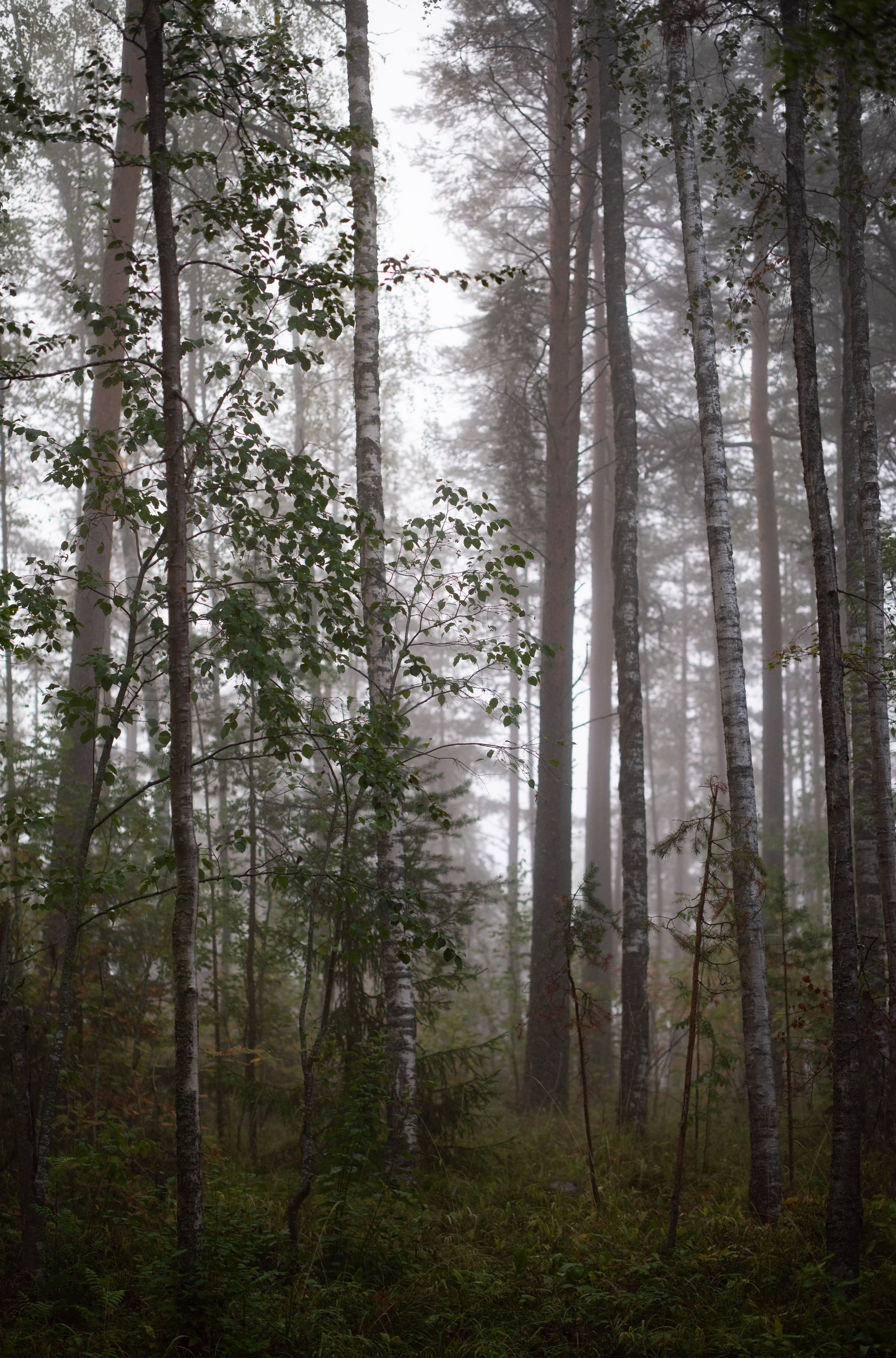 Осень на 85DFA*. Портретный фотограф Денис Милютин