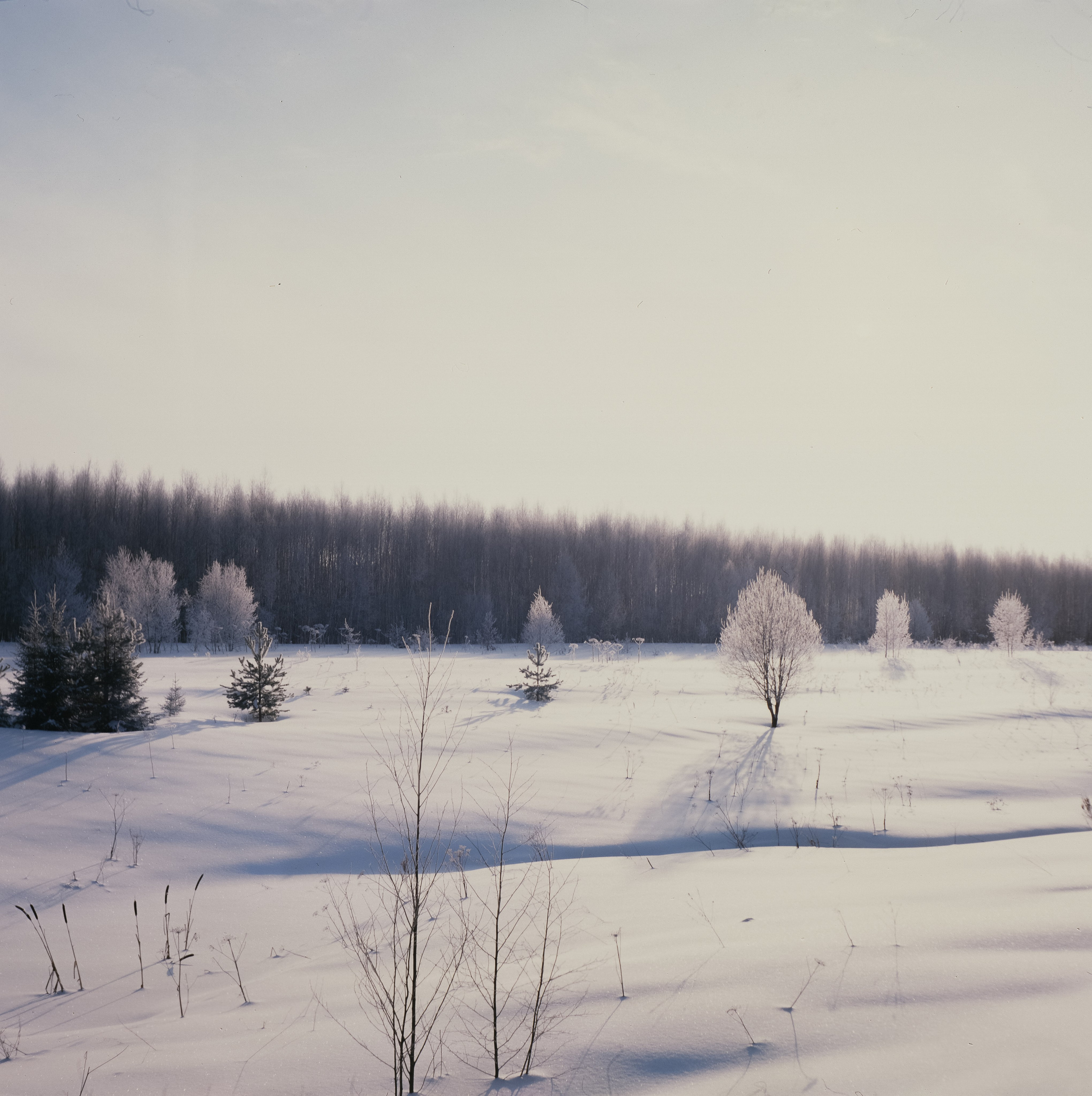 Welta Weltax — Fujichrome ASTIA 100 (at ISO 50) — Лукино морозное утро