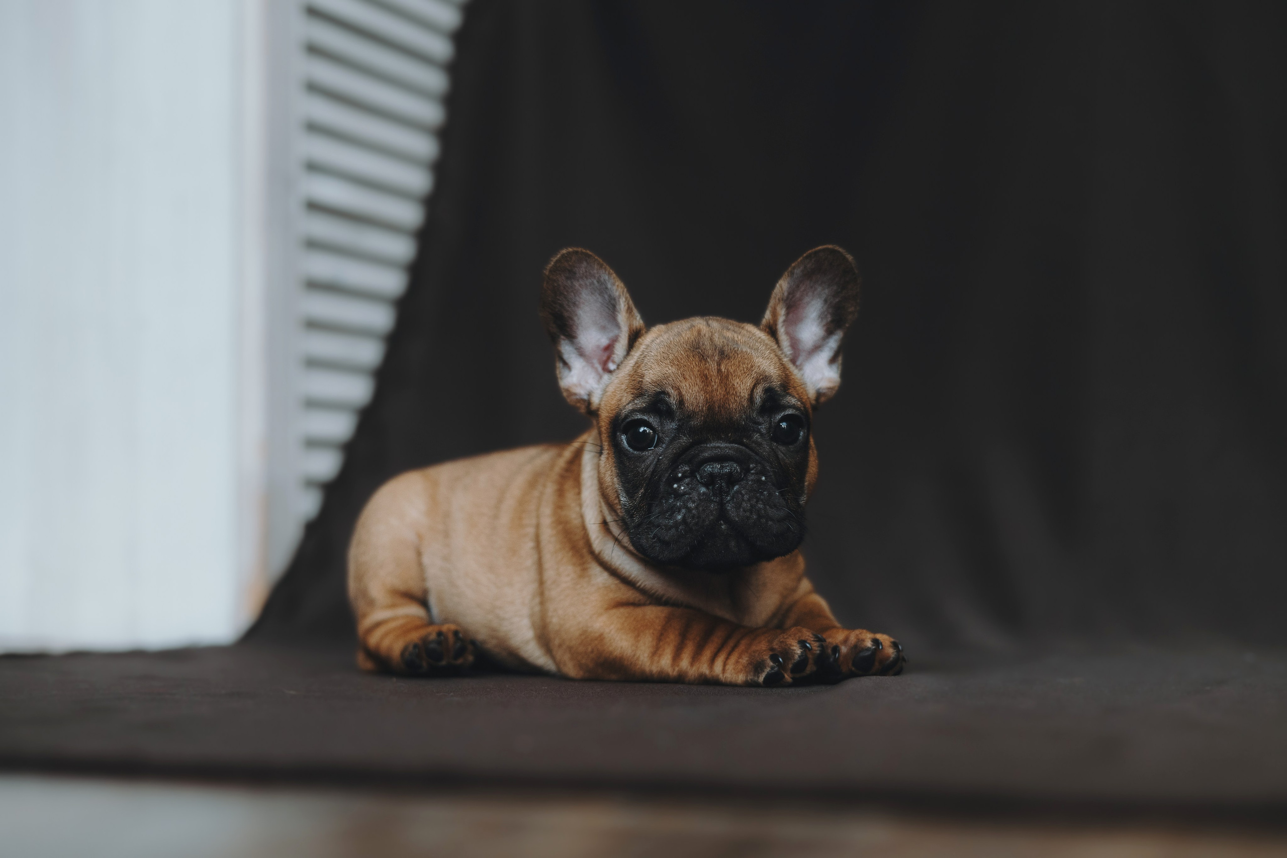 Щеночки. Фотограф — анималист Владивосток, Алина