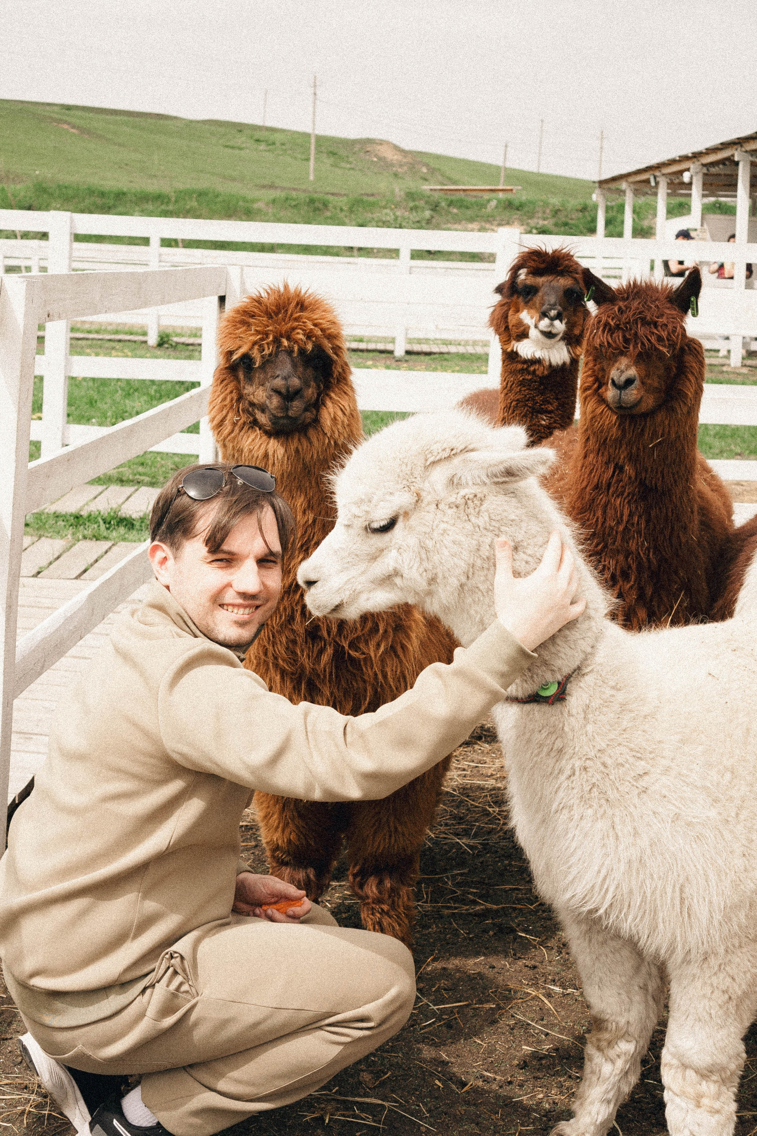 Ферма Альпак. Профессиональный фотограф, Санкт-Петербург — Виктория Богомолова