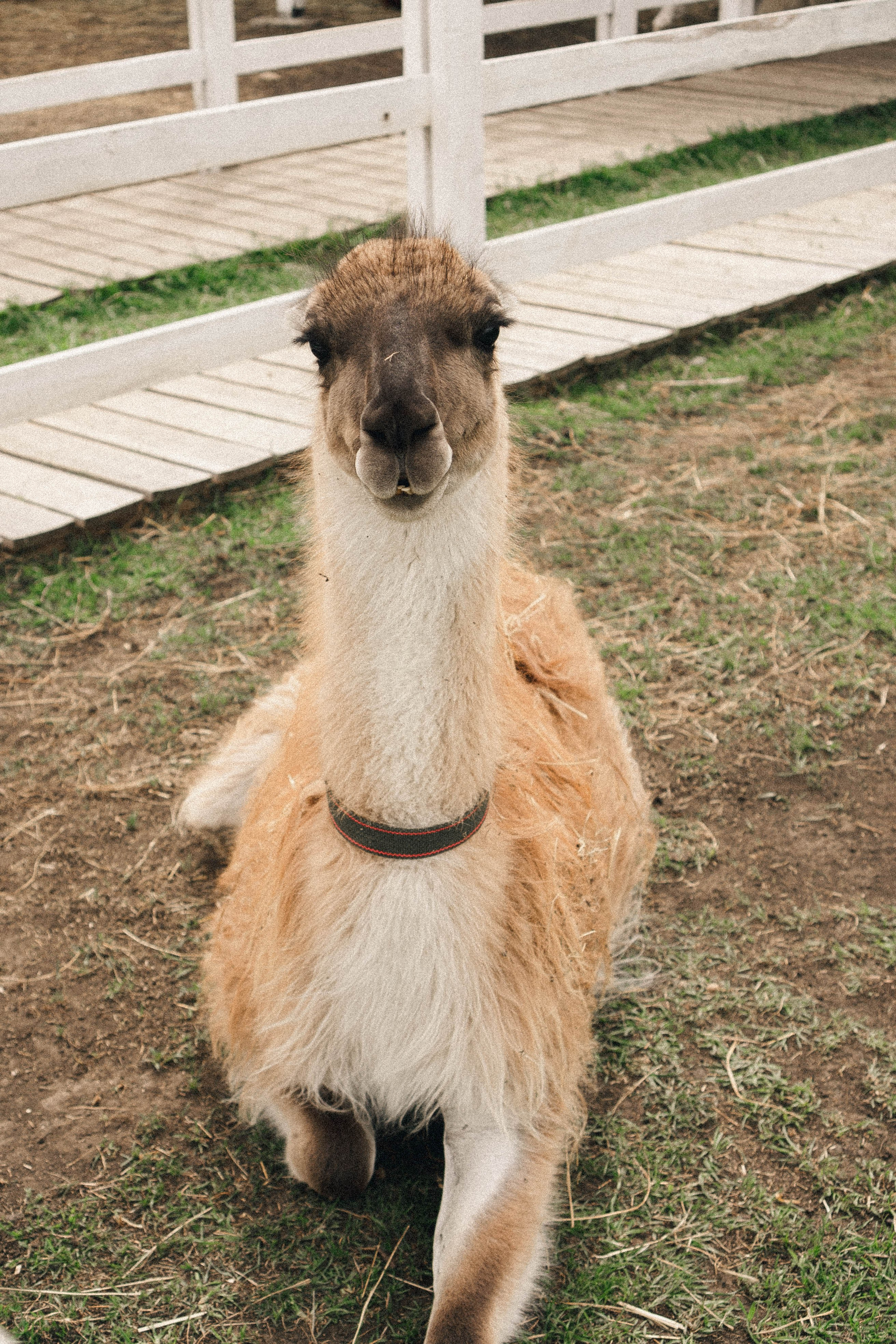 Ферма Альпак. Профессиональный фотограф, Санкт-Петербург — Виктория Богомолова
