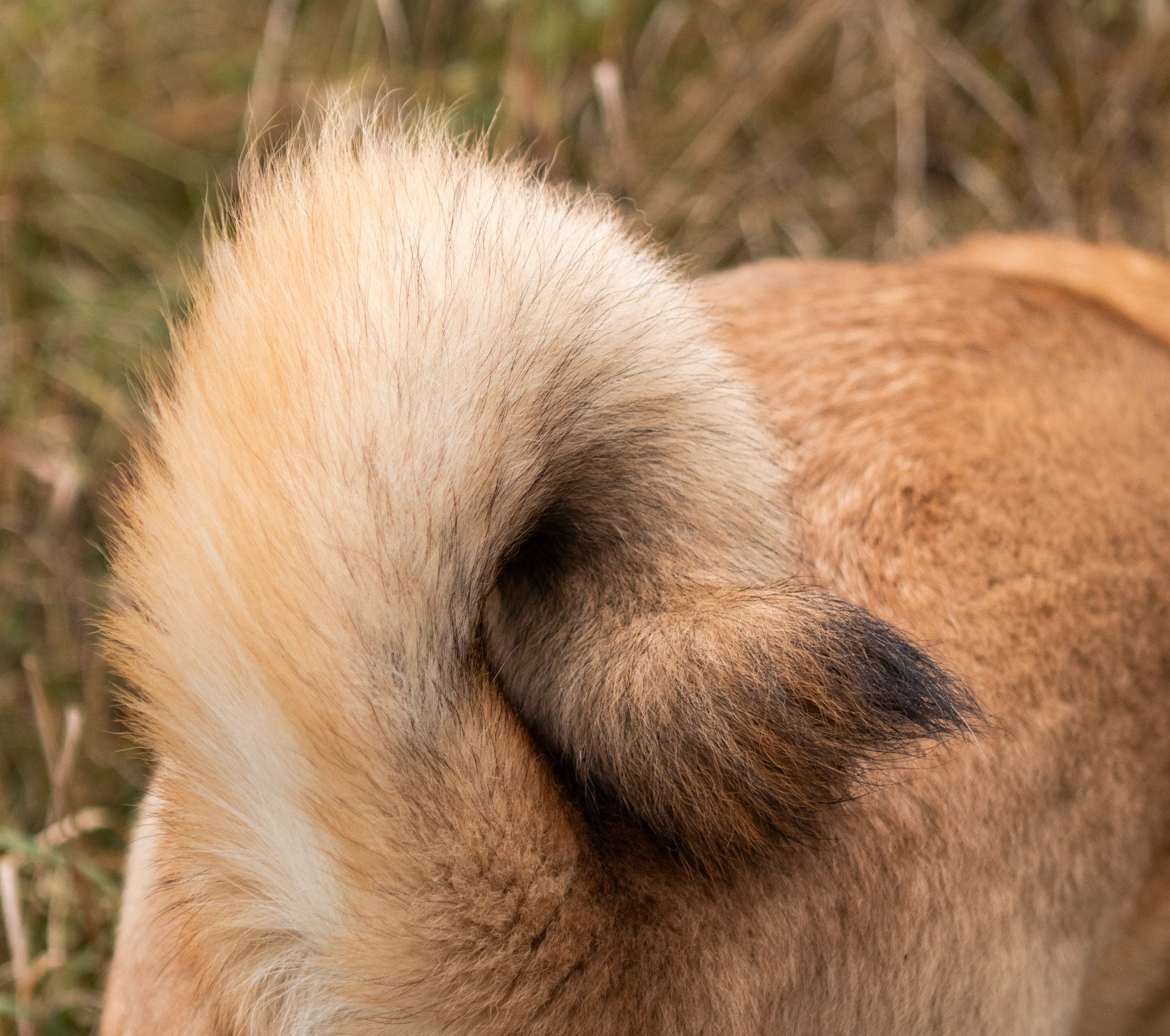 Собаки. Фотограф-анималист Полина Колкова | Москва