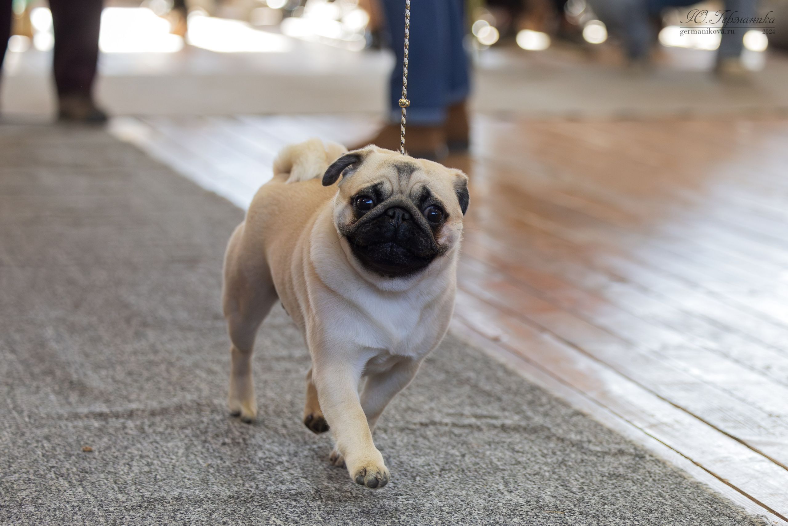 Тверь 23.03.2025. Фотограф-анималист Юлия Германика