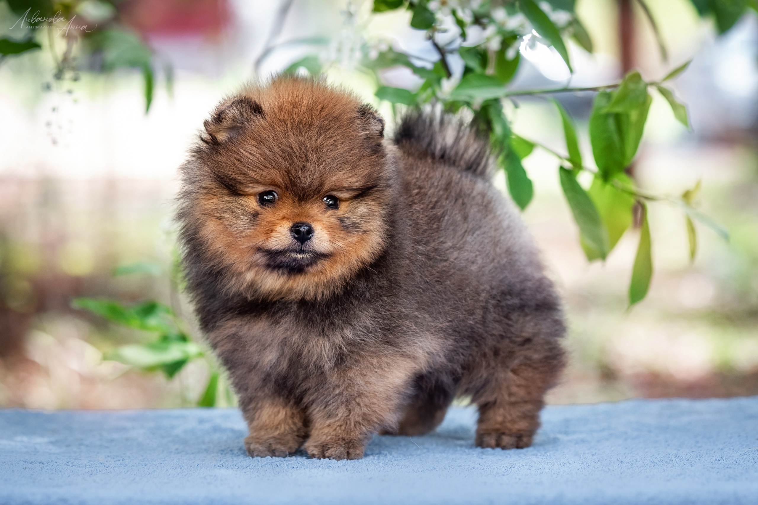 Шпицы. Фотограф анималист Аня Ливанова | Рыбинск