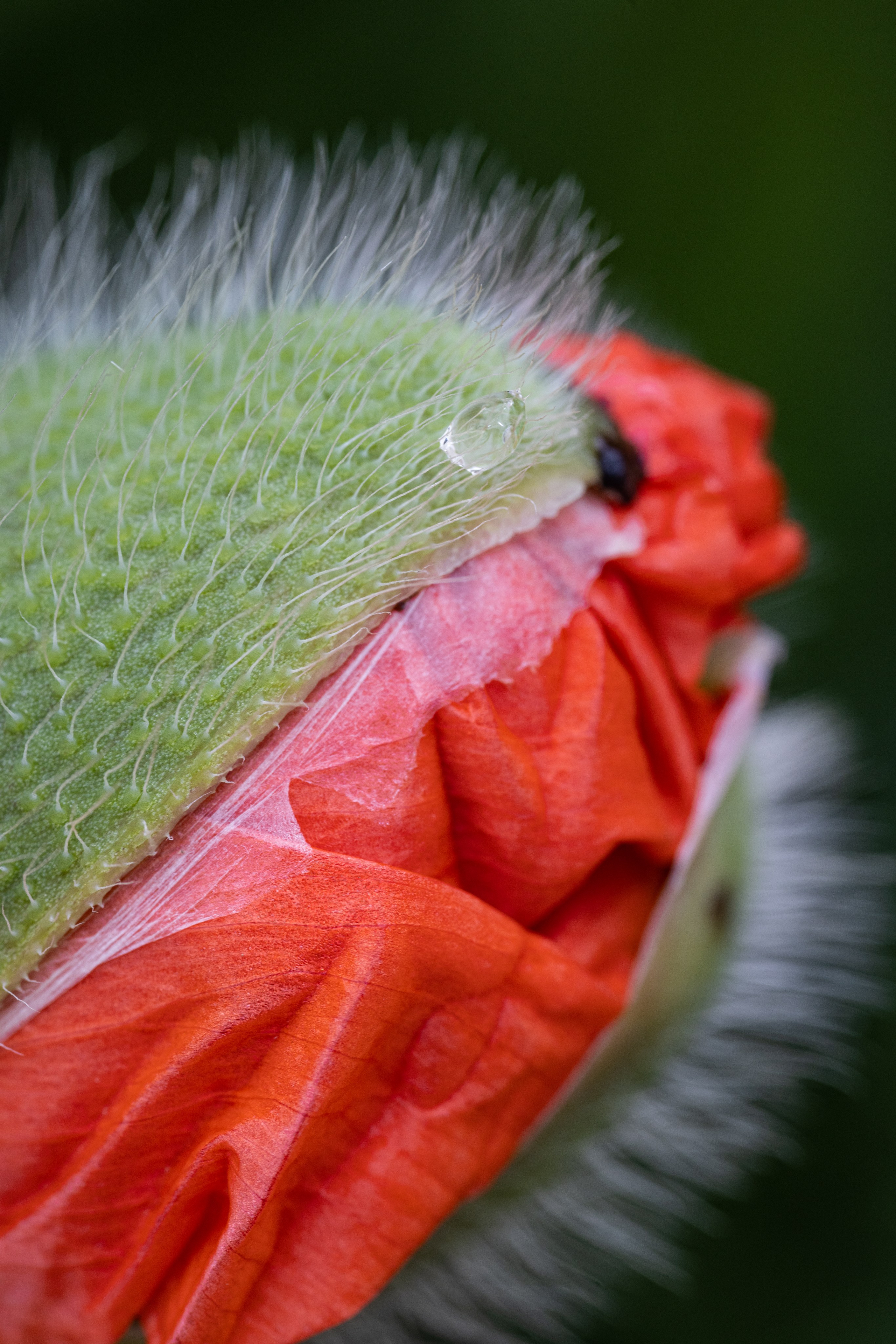 Macro. Фотограф на Юге России