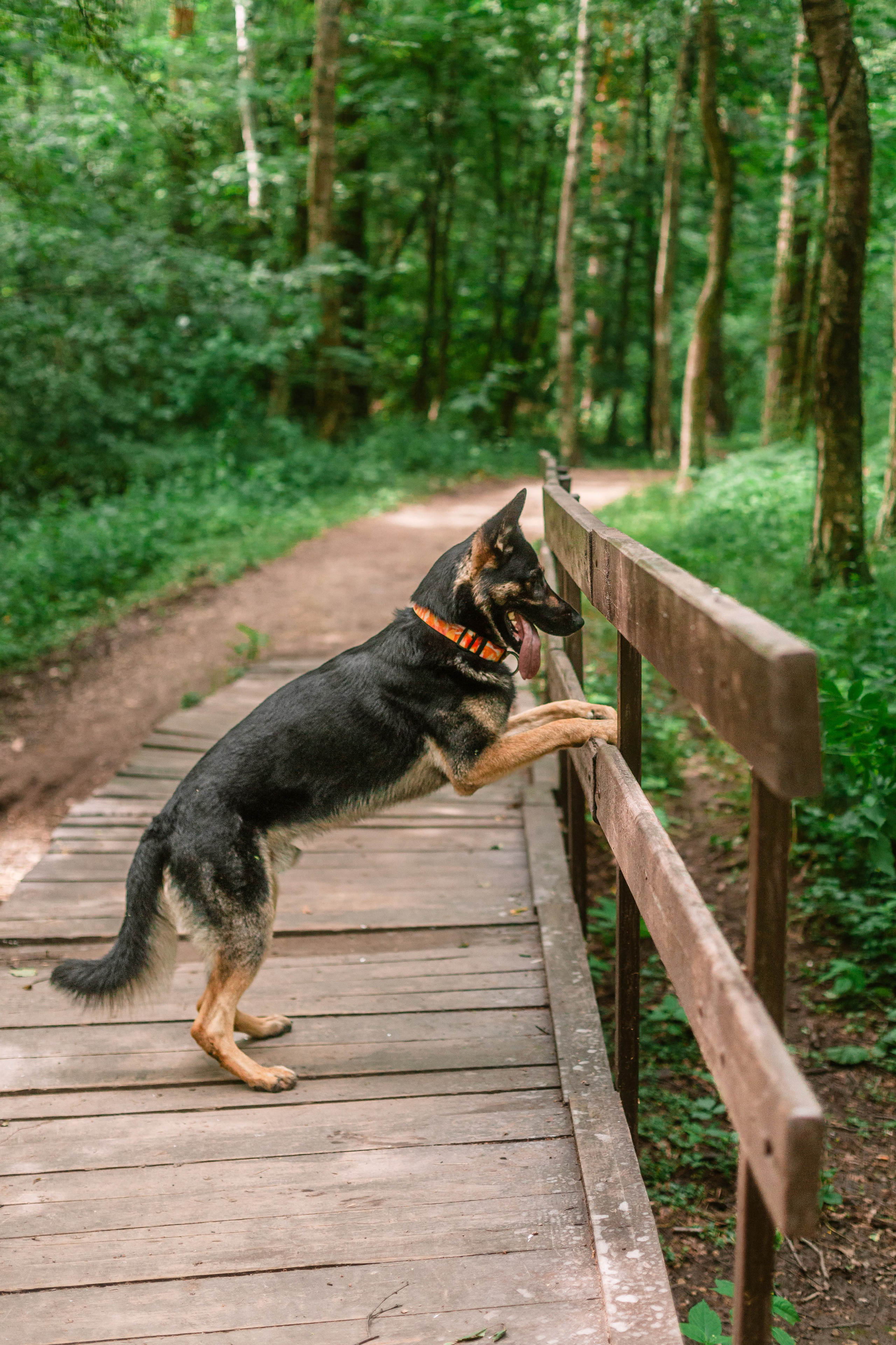 Лесная летняя фотопрогулка. Фотограф-анималист Татьяна Степанова