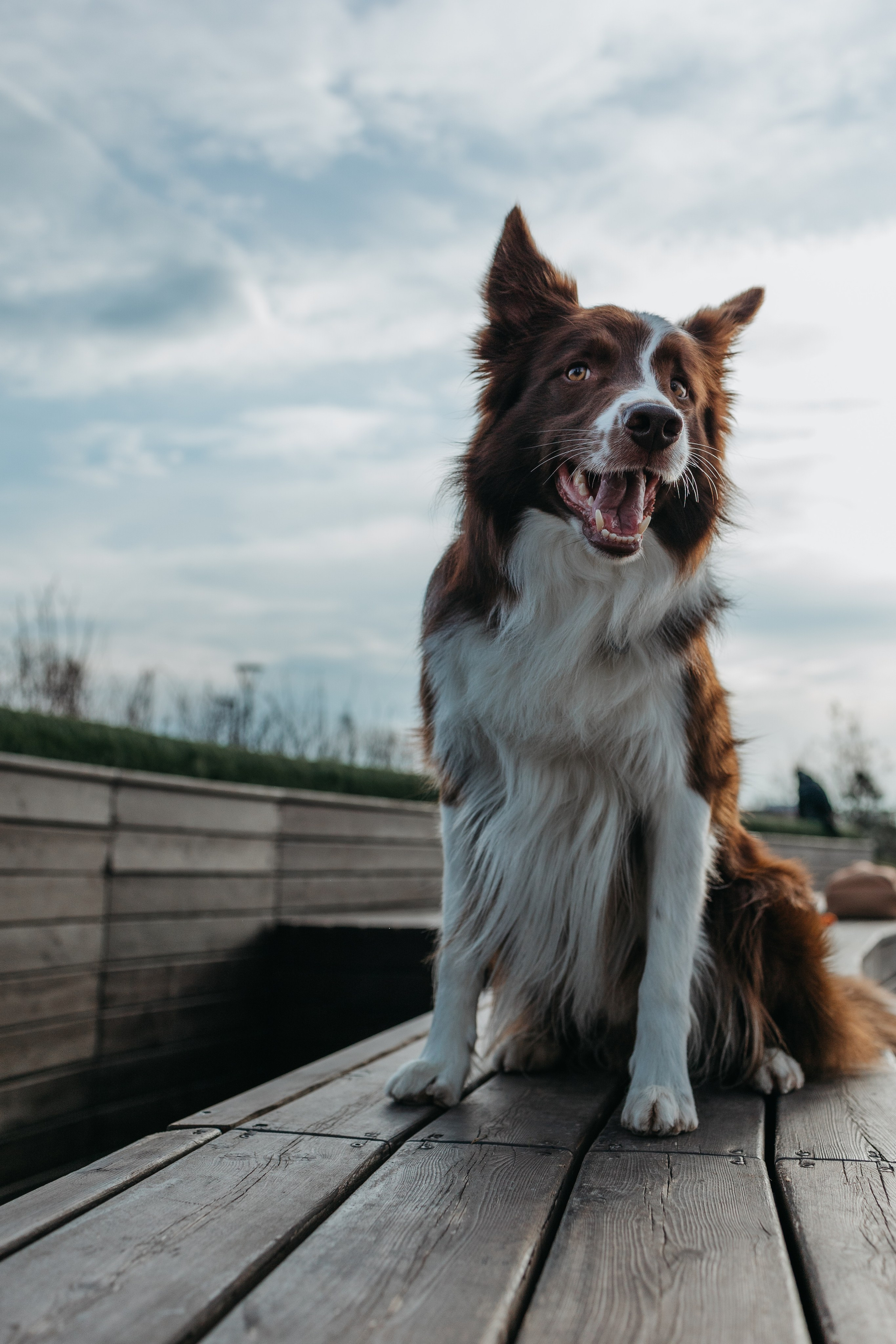Маша и Тори. Фотограф — анималист Светлана Кысса|фотограф собак в Краснодаре и Нижнем Новгороде