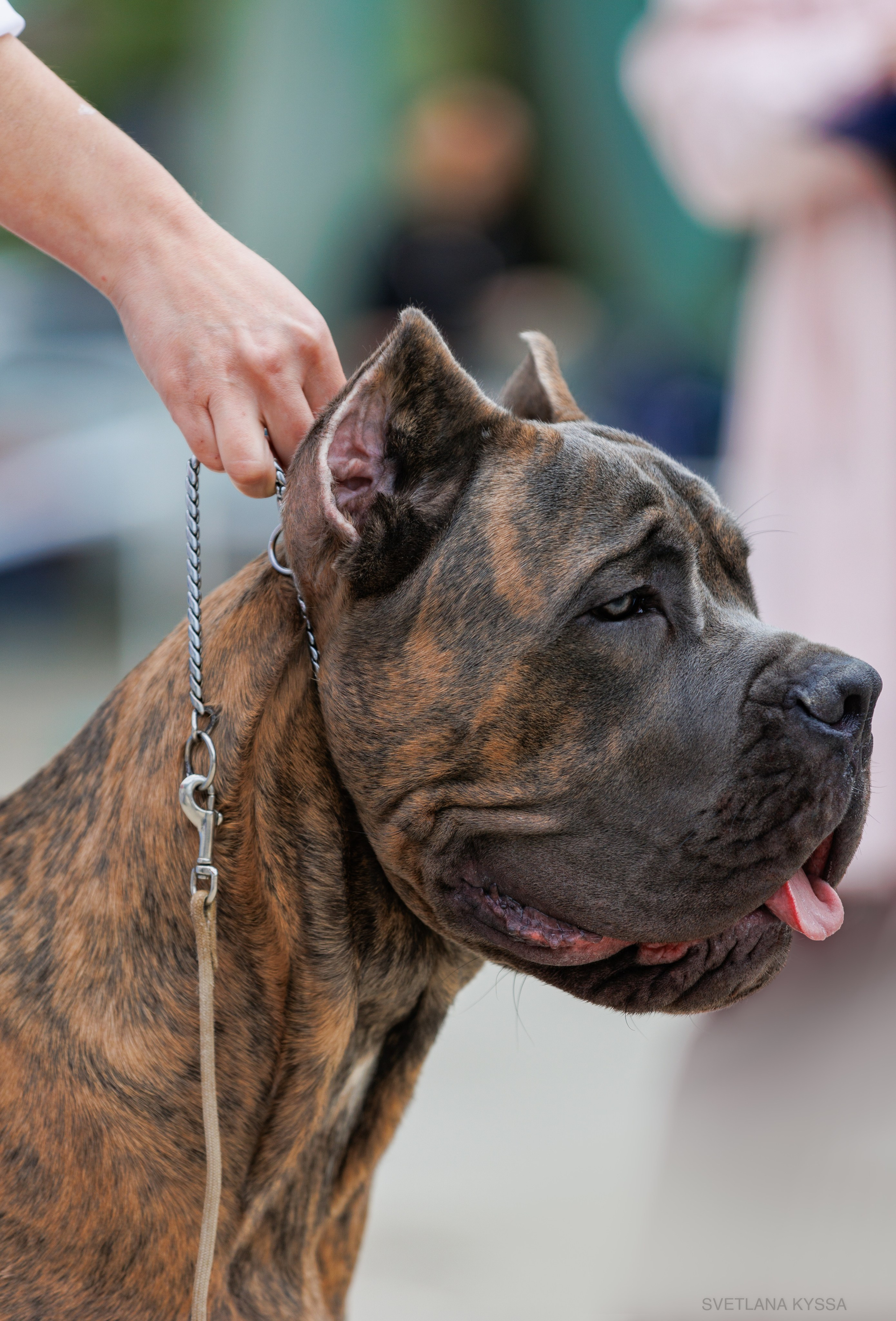Фото с выставки собак. Фотограф — анималист Светлана Кысса|фотограф собак в Краснодаре и Нижнем Новгороде