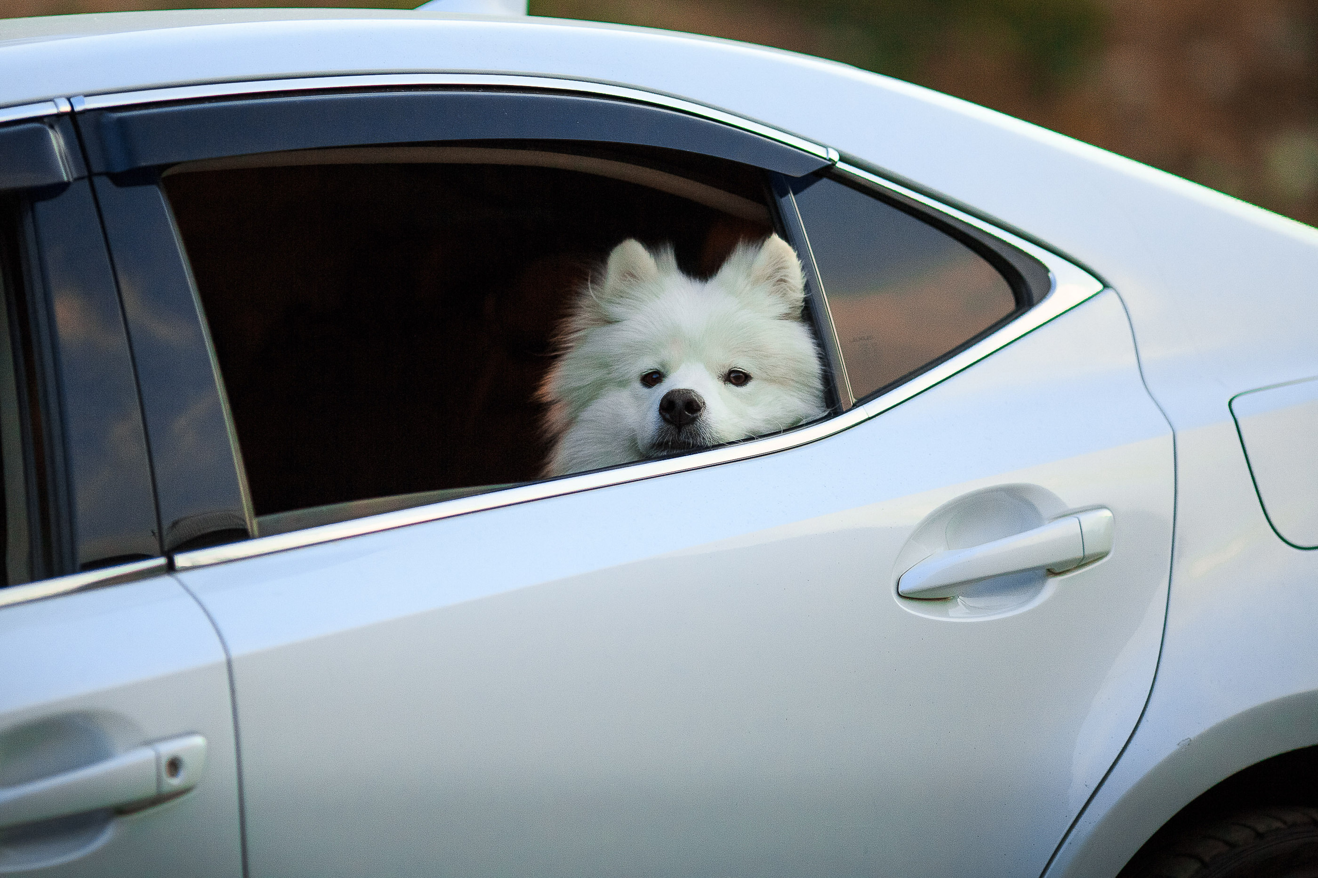 Фото-прогулка на Большом Алмаатинском Озере. Свадебный и семейный фотограф в Алматы Алексей Балышев