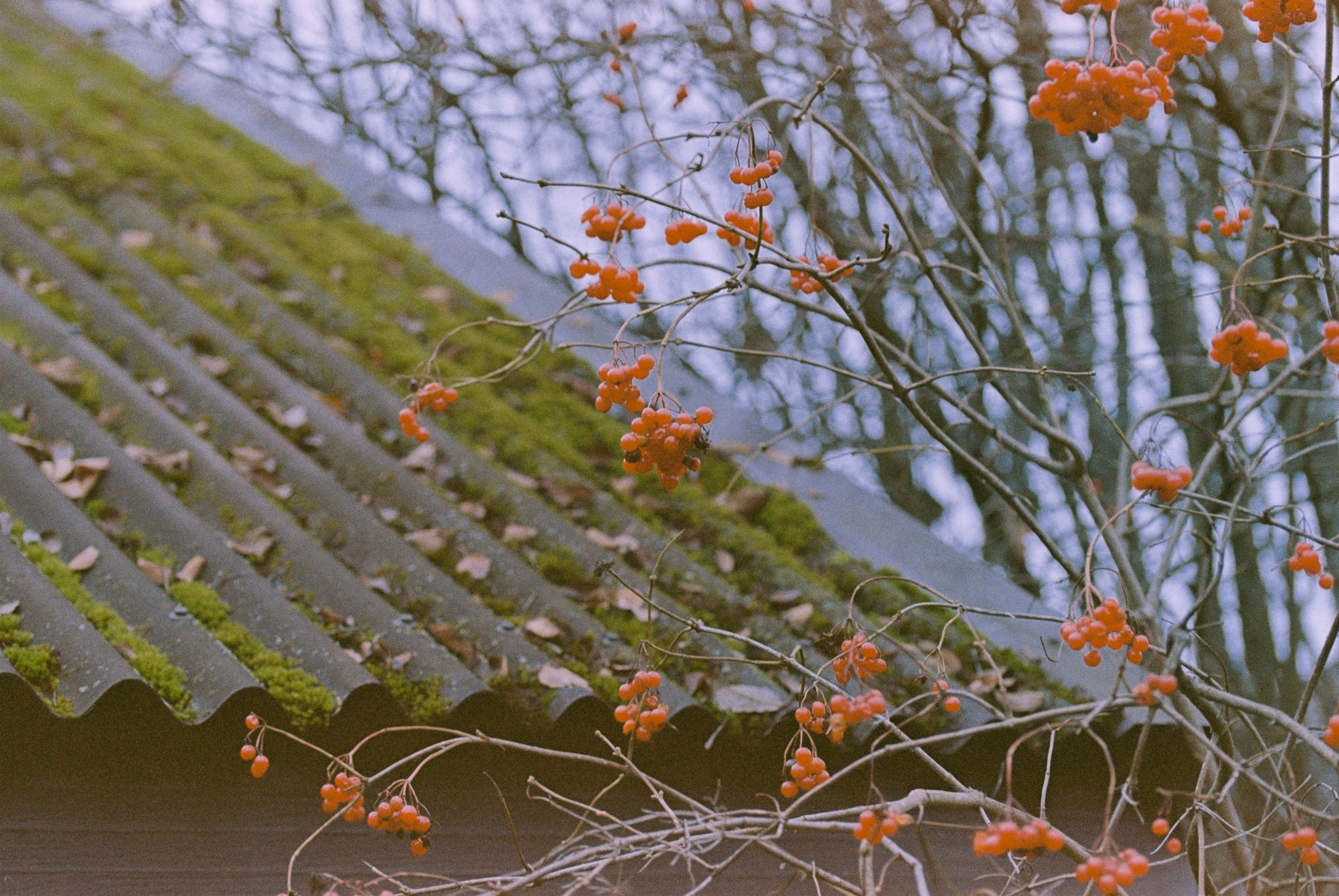 Осень на просроченную Kodak Color Plus 200 и Contax N1 с макро-объекти