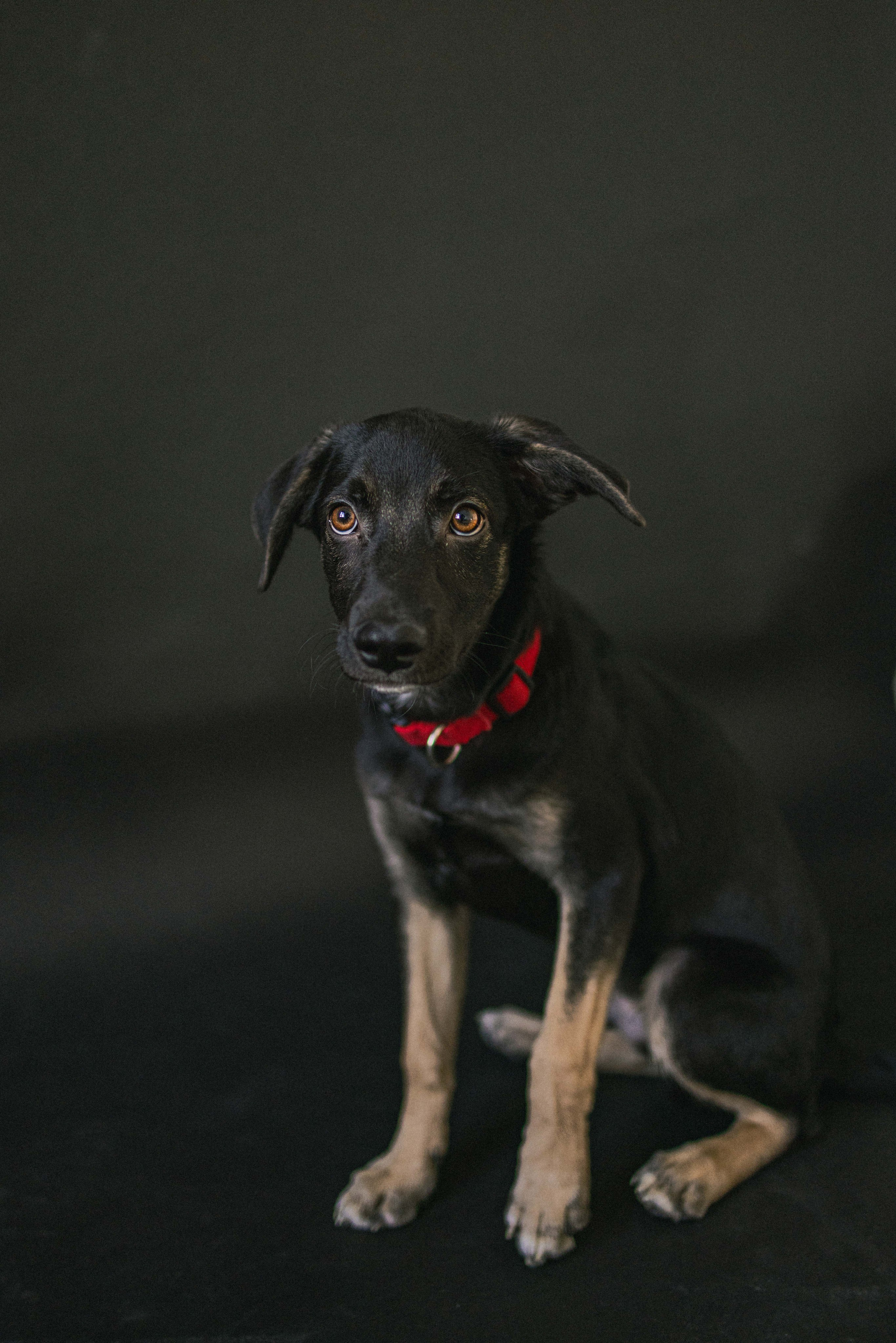 Крис и Тэдди. Фотограф-анималист в Москве Лера Черноног