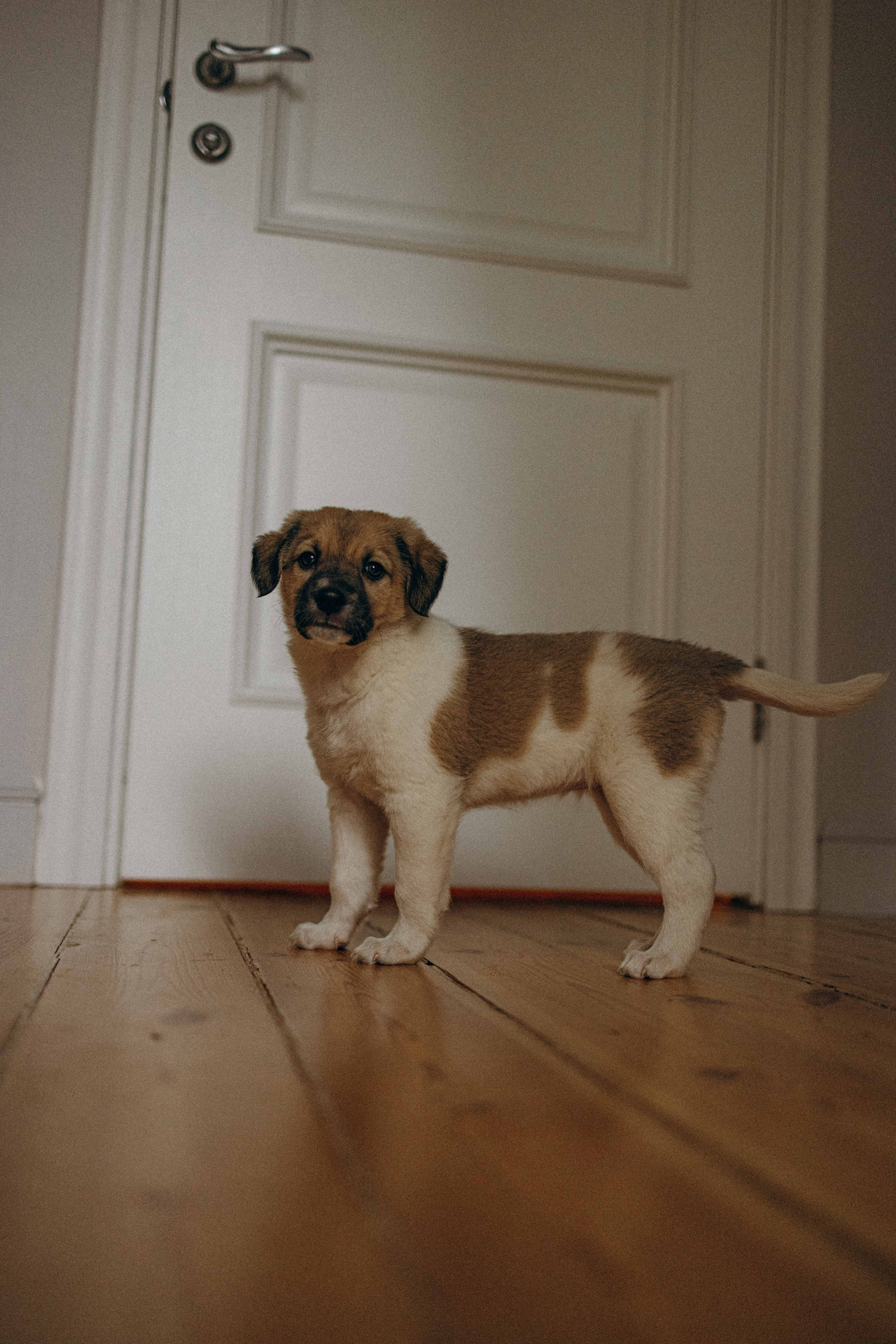 Щеночки. Фотограф-анималист в Москве Лера Черноног