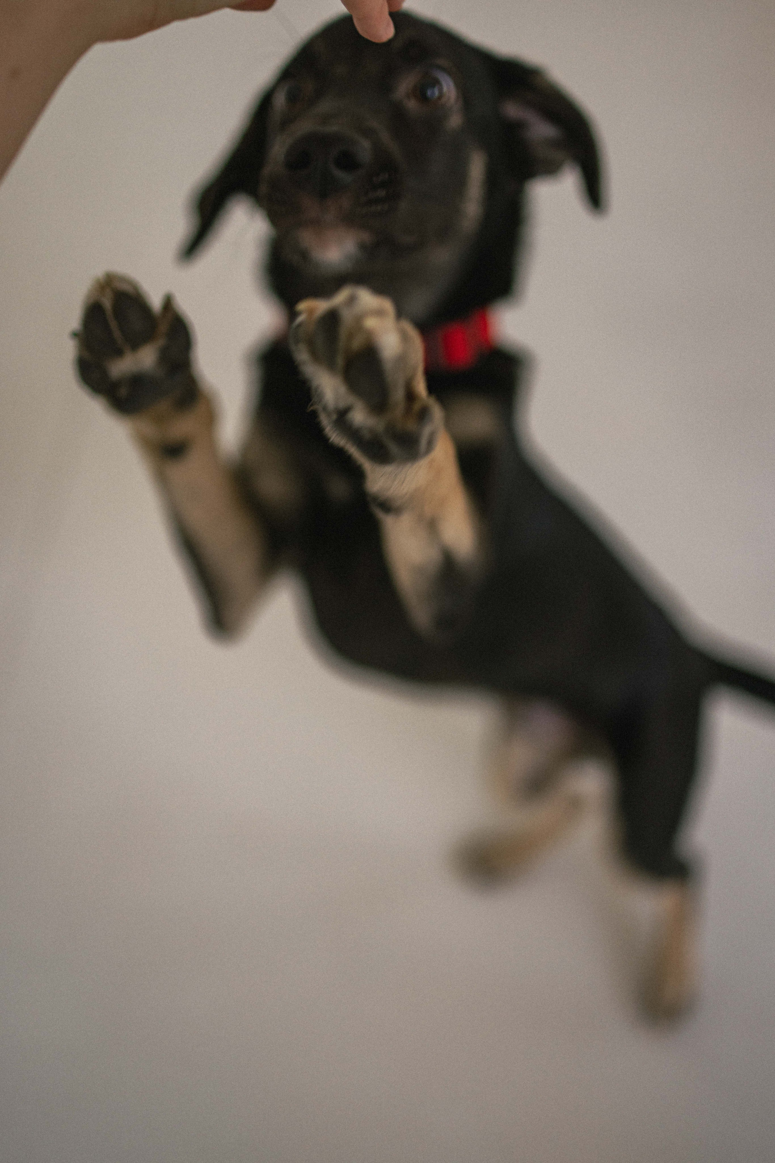 Крис и Тэдди. Фотограф-анималист в Москве Лера Черноног