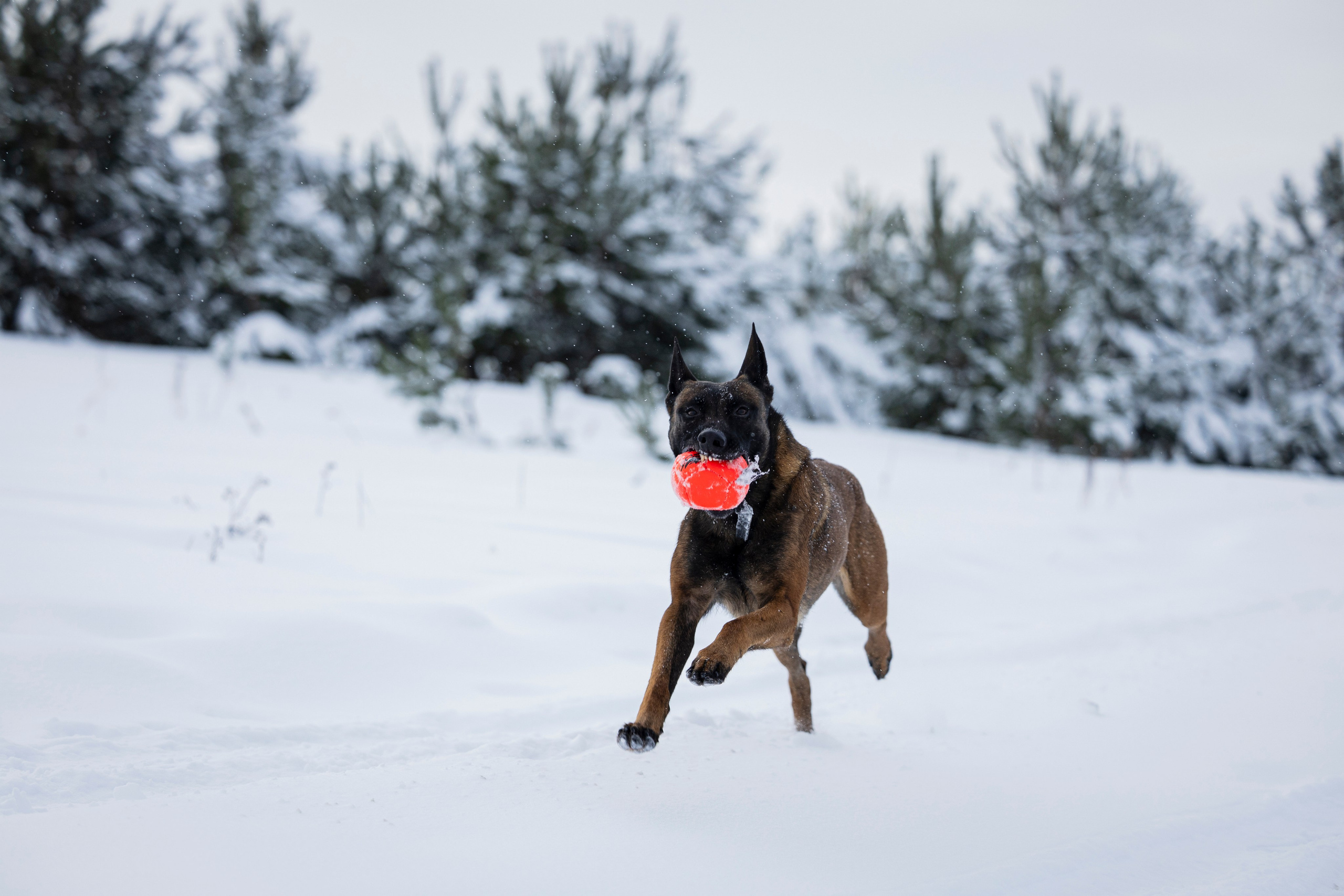 Рики. Фотограф-анималист Анна Маринич