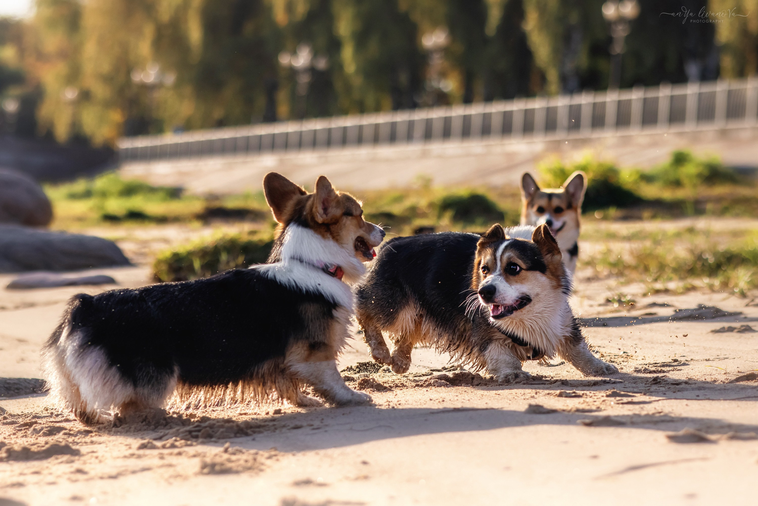 Коржики на Набережной. Фотограф анималист Аня Ливанова | Рыбинск
