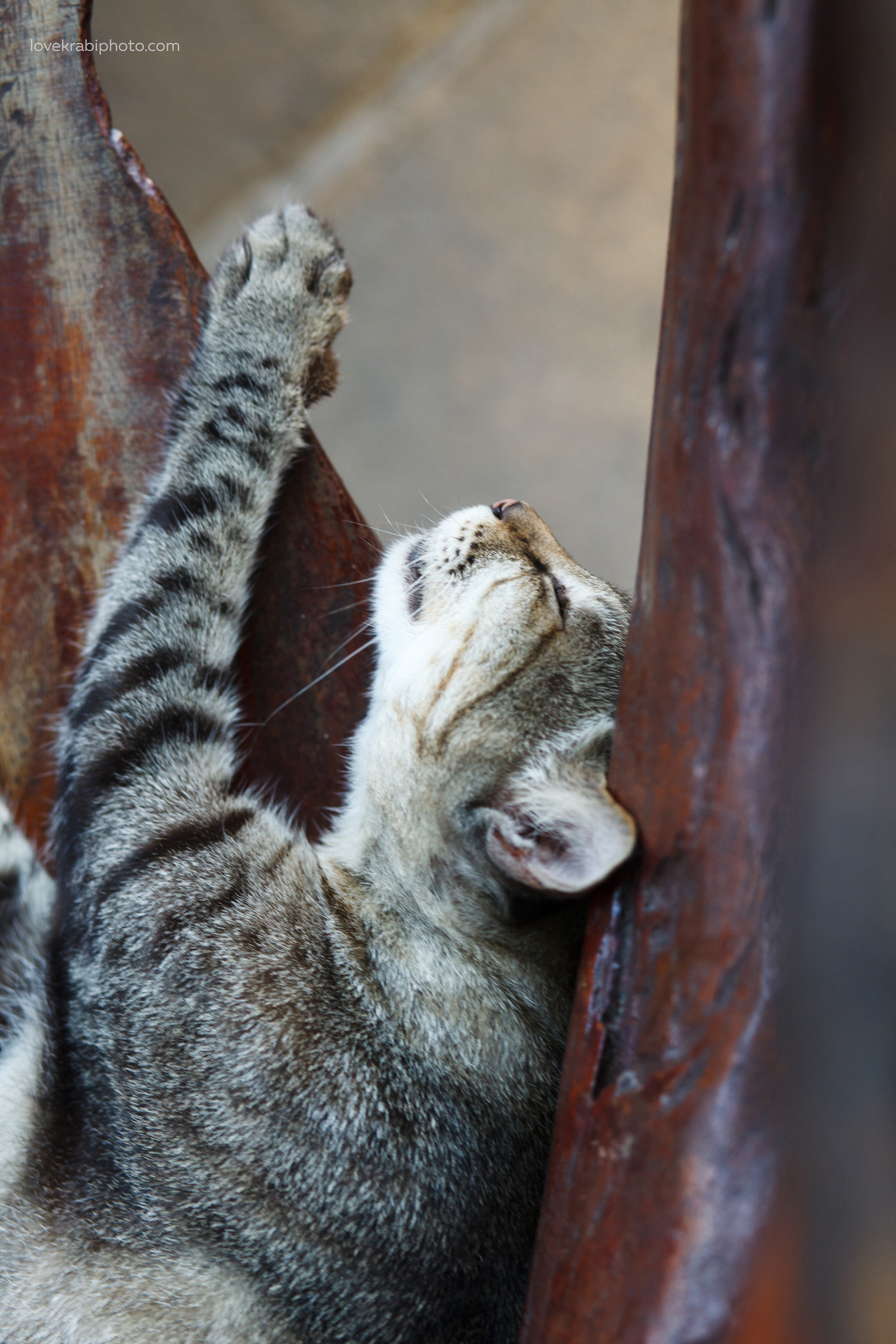 Phi Phi Boat Tour. Photography & Events Thailand Krabi