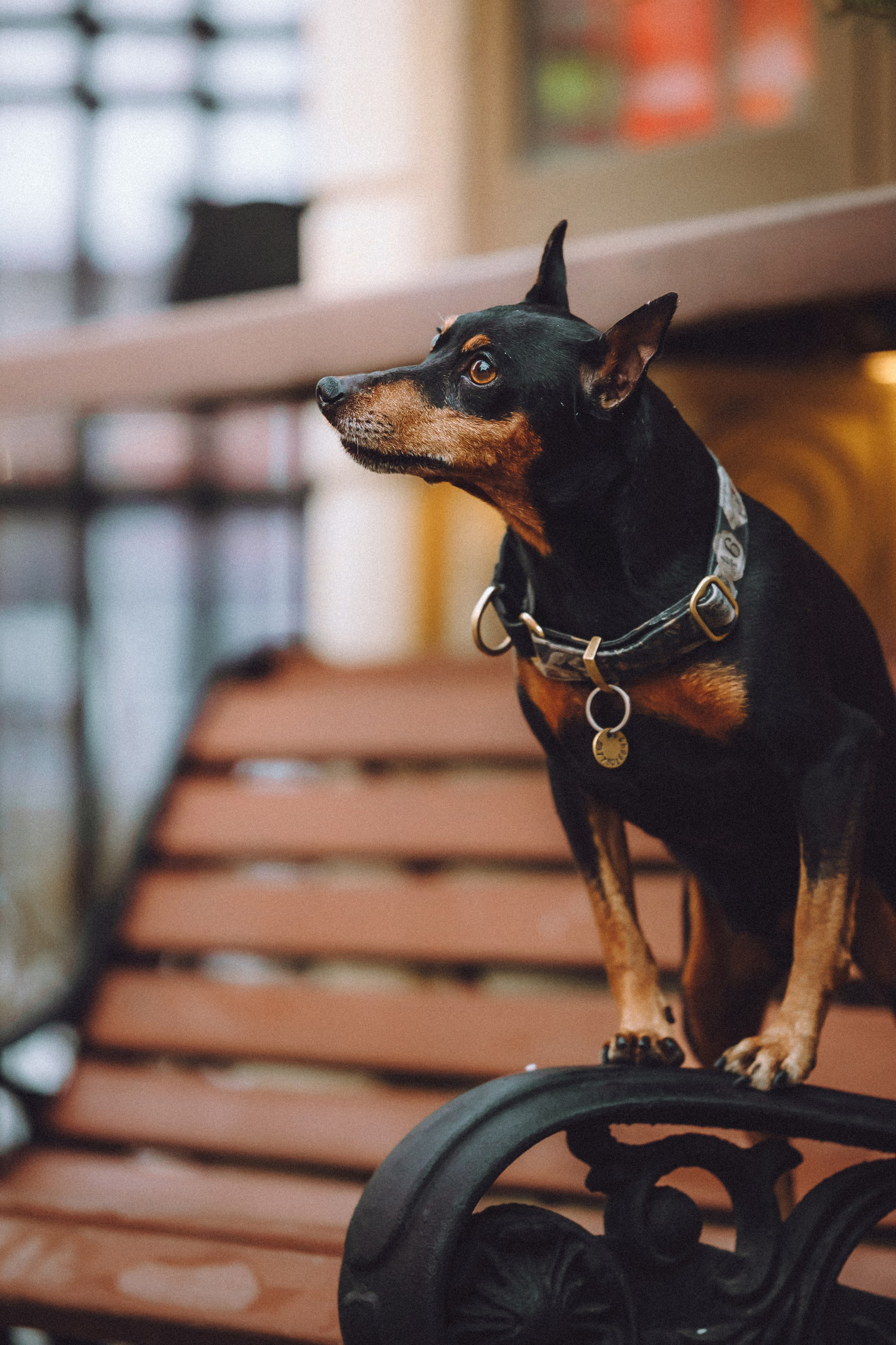 Топик и его семья