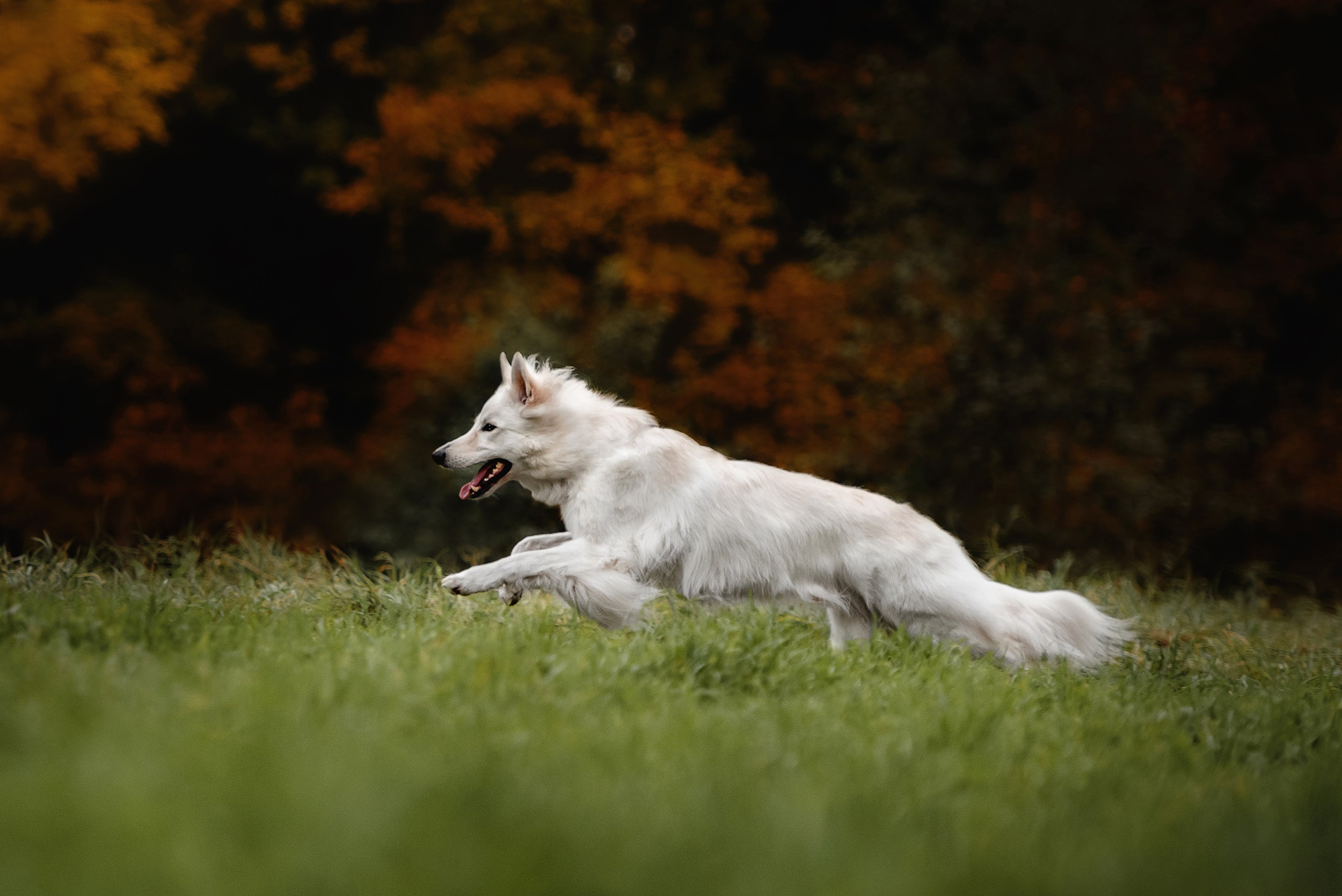 Катя и Джек. Семейный Фотограф в Москве Ирина Хохлова