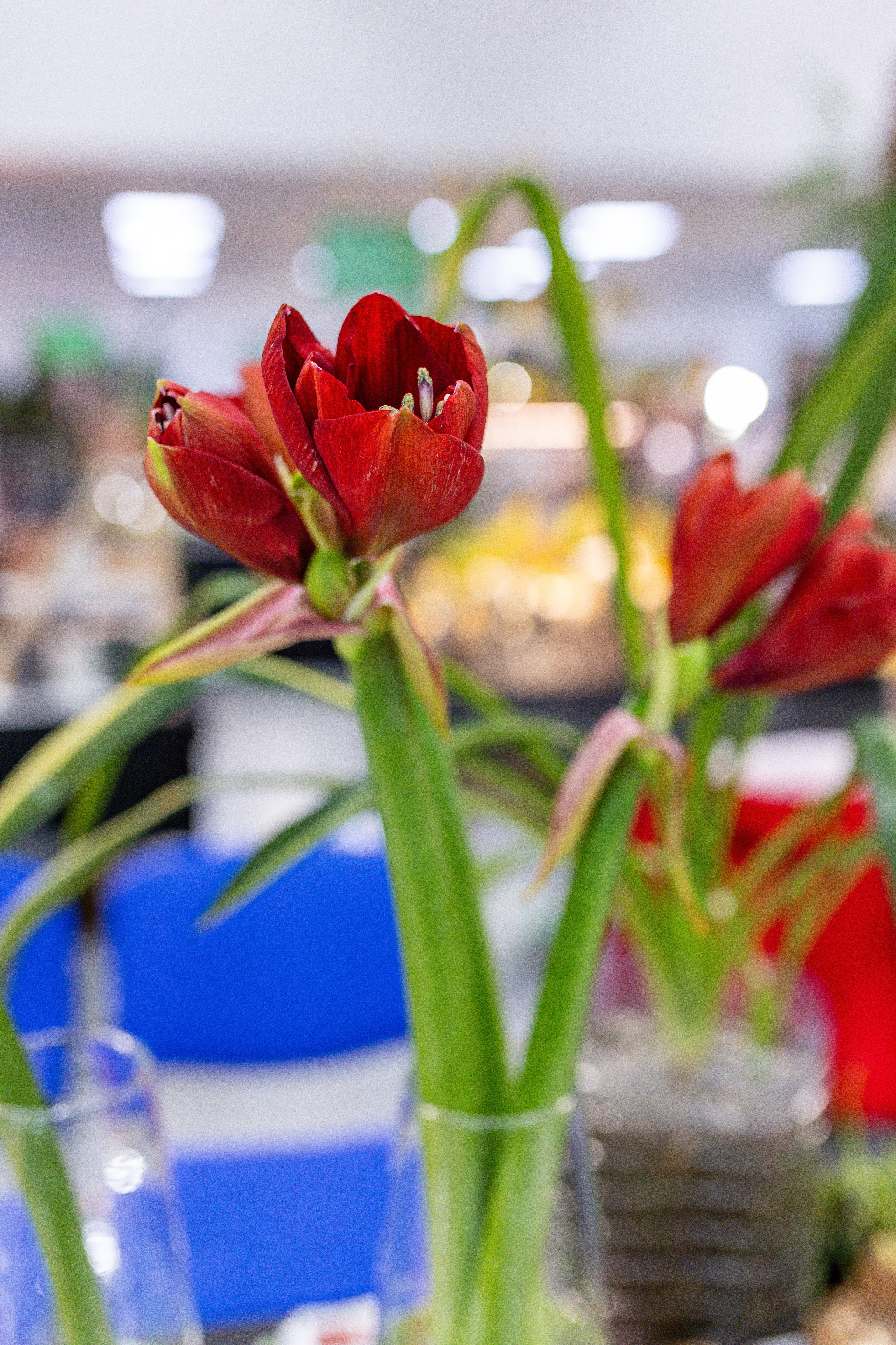 Монстериум апрель 2025. Александра Куликова фотограф, Москва