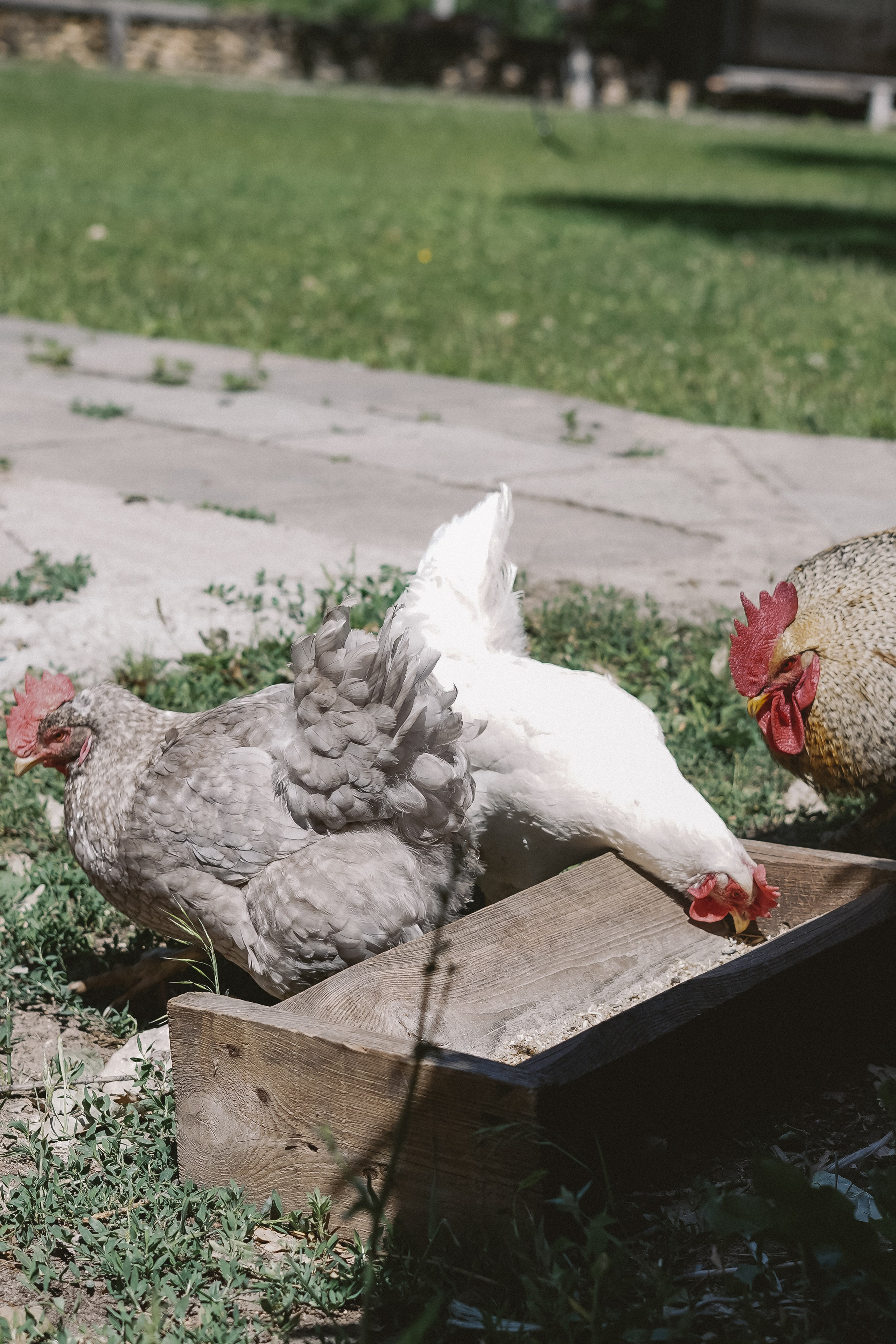 Казаки. Фотограф Валерия Крахмалева