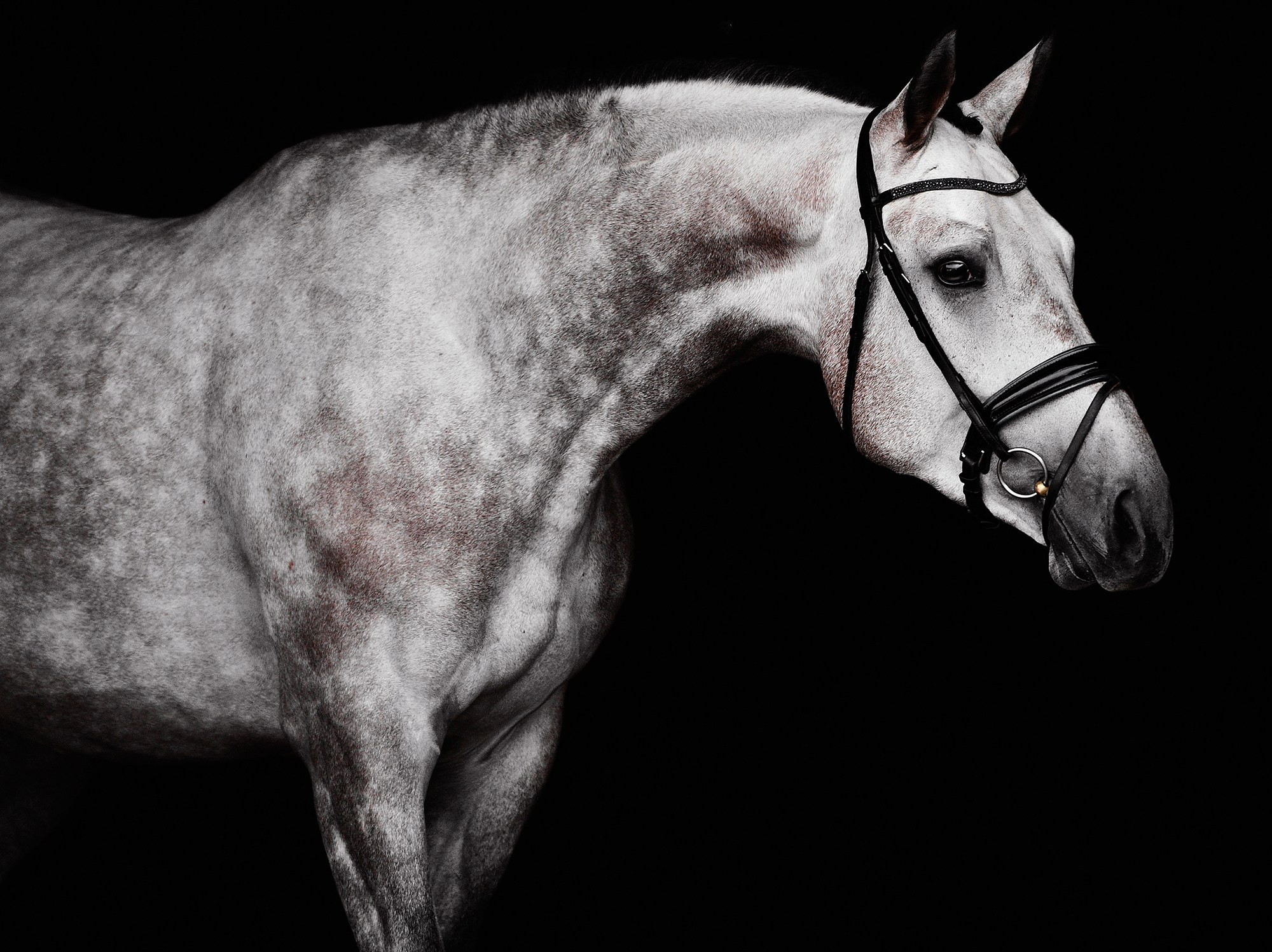 Черный фон. Конный фотограф Alesya Safe