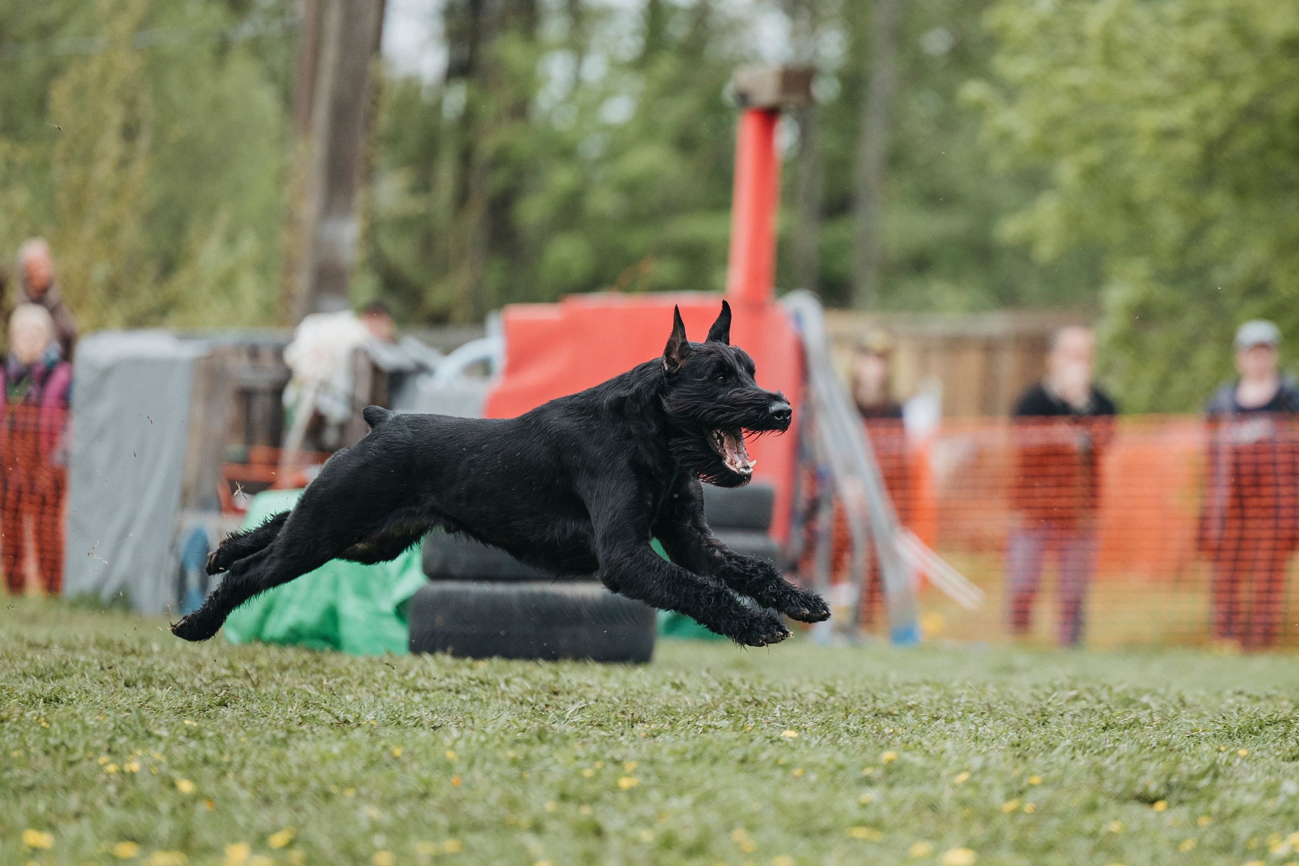 26.05.25 г. Пушкин квалификационные соревнования. Фотограф-анималист Анна Маринич