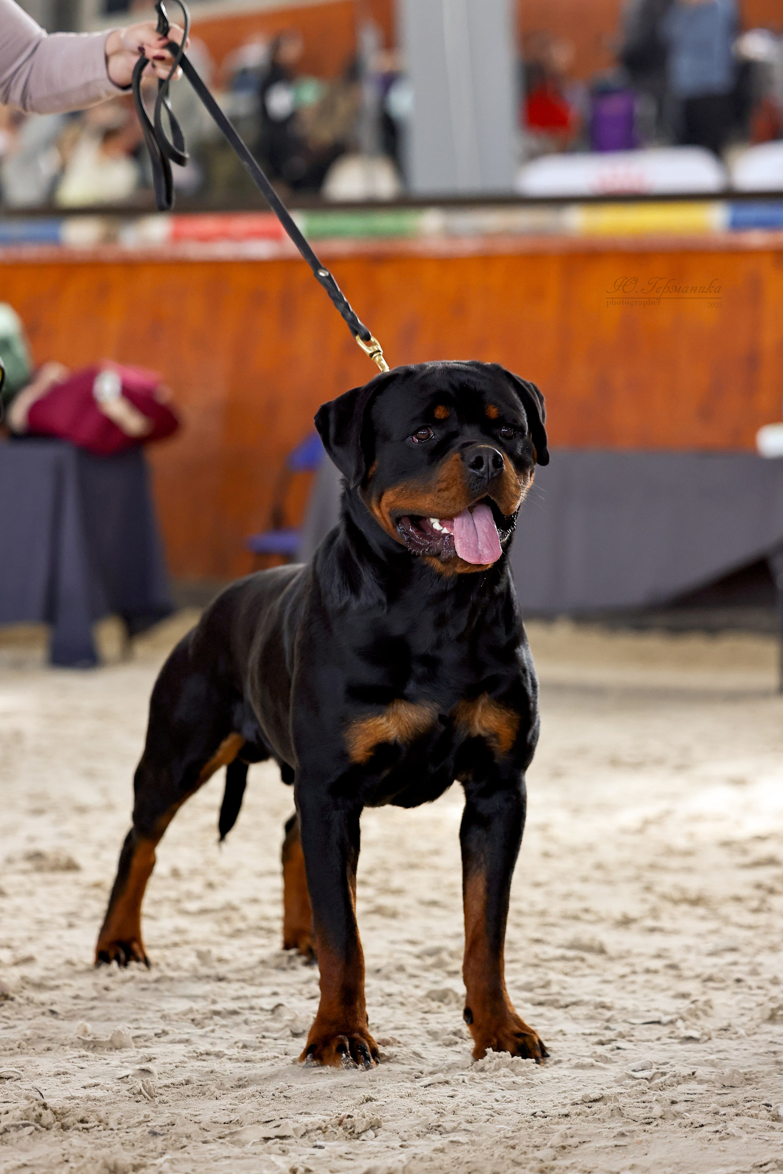 Астана 2хCACIB 26-28.09.2025. Фотограф-анималист Юлия Германика