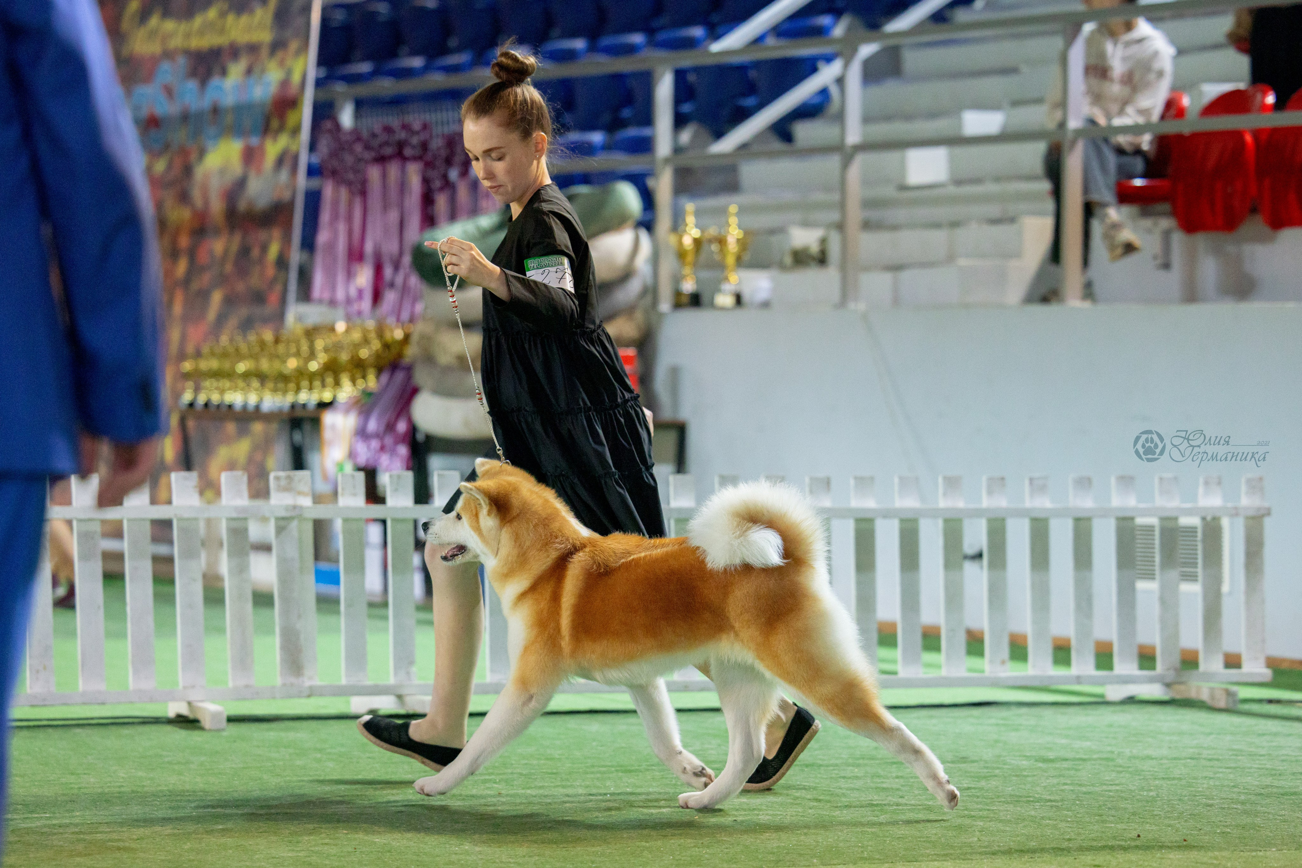 Грузия,Телави 2хCACIB 19-20.10.2024. Фотограф-анималист Юлия Германика