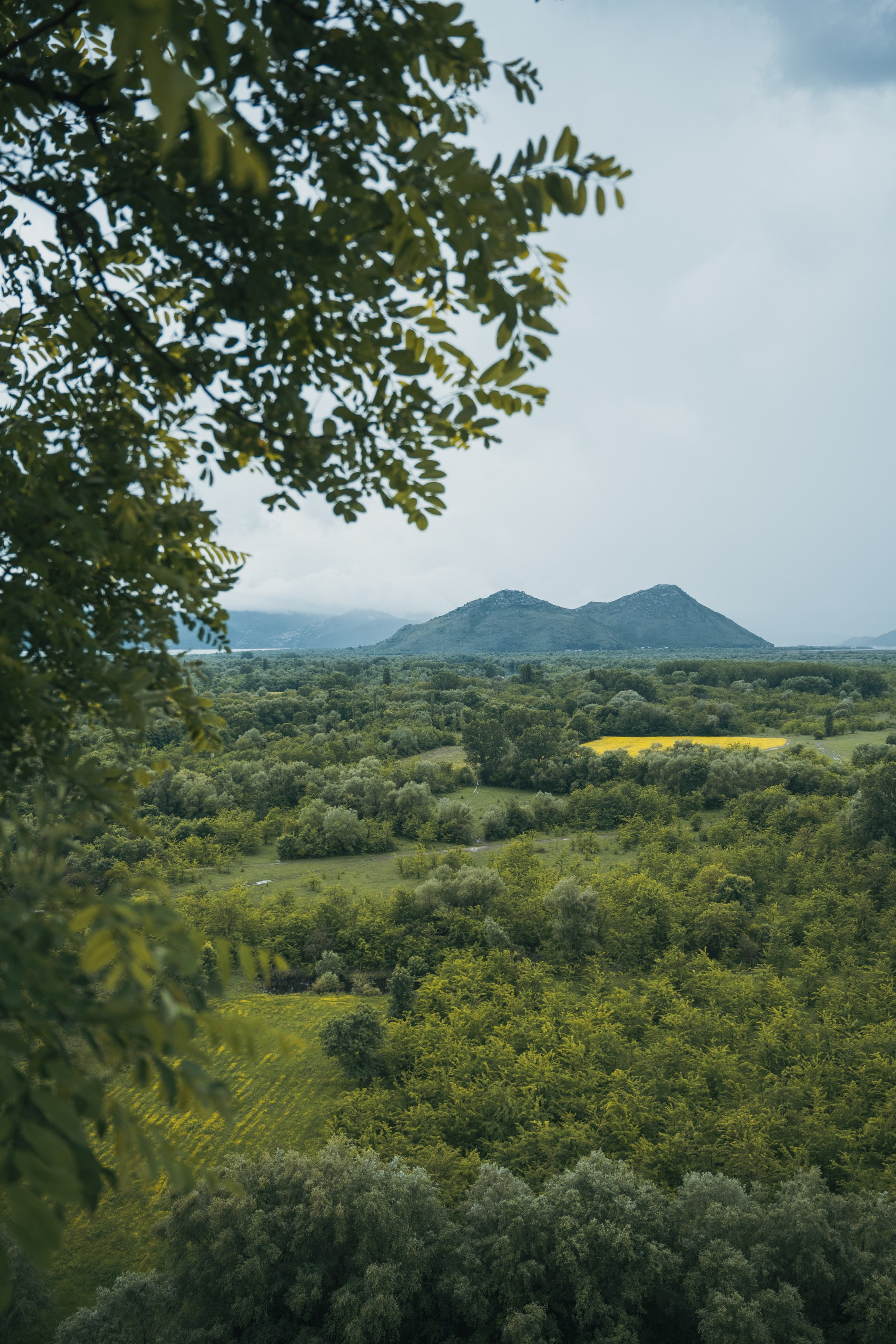 СКАДАРСКОЕ ОЗЕРО. ЧЕРНОГОРИЯ. Фотограф в Белграде Чугреева Елена