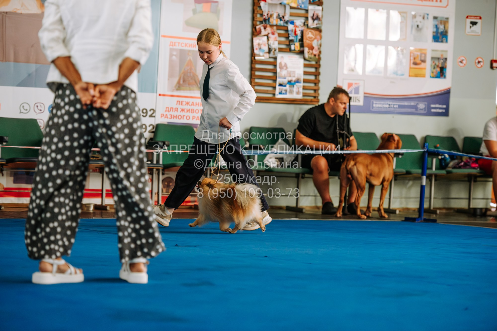 Национальная выставка собак всех пород ранга САС-IKU «Кубок Красноярск. Фотограф Диана Оленина Красноярск / Братск