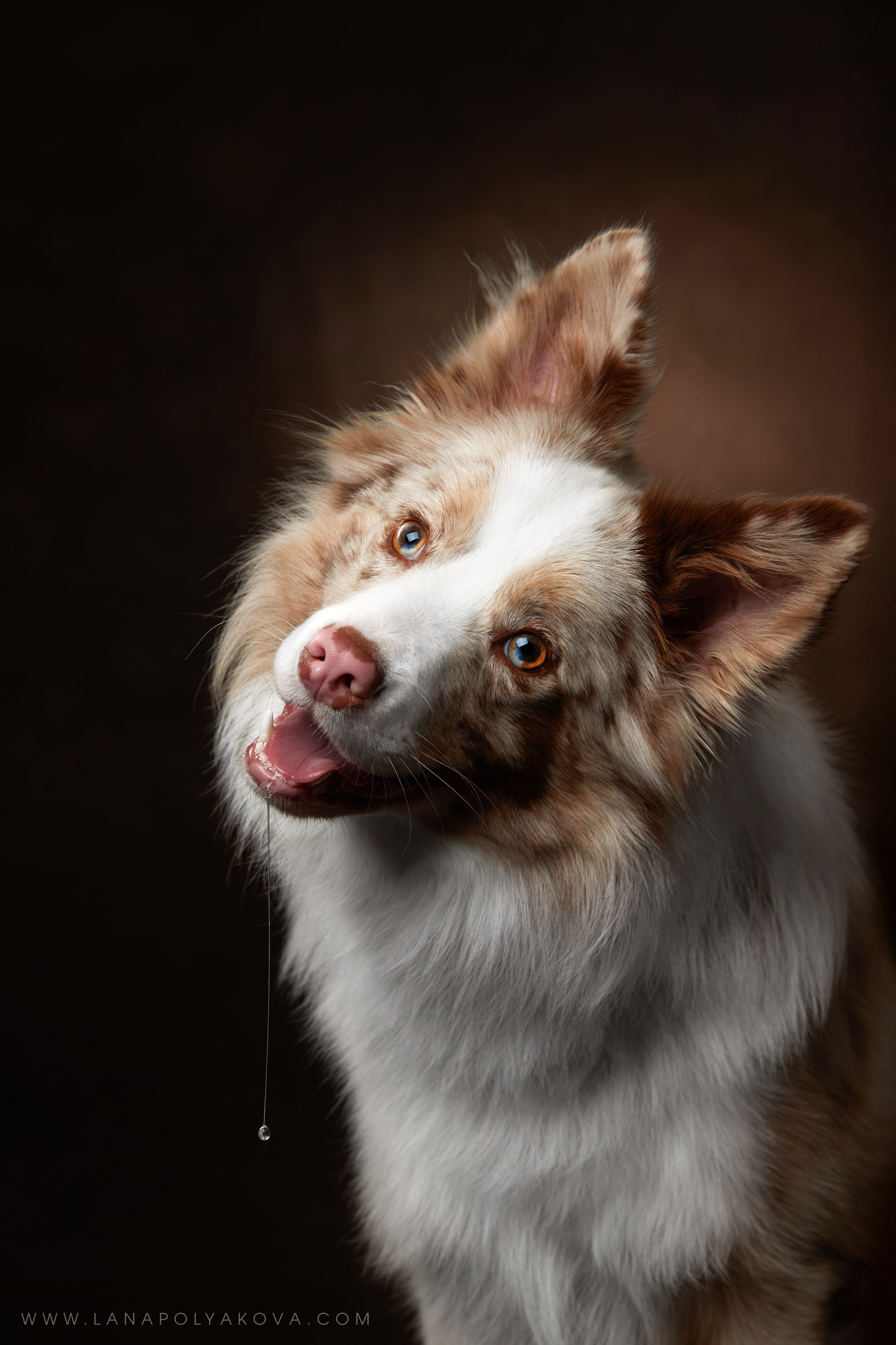 Оскар передает привет 👋. ФОТОГРАФ-АНИМАЛИСТ l LANA POLYAKOVA