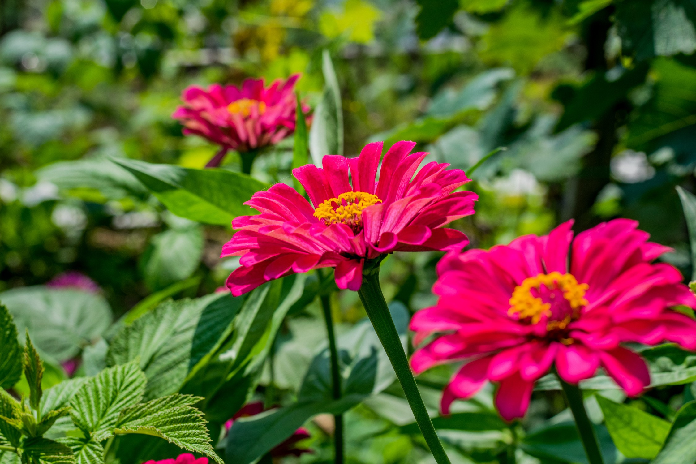 Антон Курдюмов фотограф в Хабаровске Рина Курдюмова фото27 foto27 Антон Дорофеев репортажный репортаж документалист Тони и Рина фотосоздатели Виноградники Хехцир 2024 Хабаровск виноград дикий фермер фермерство дачный сезон