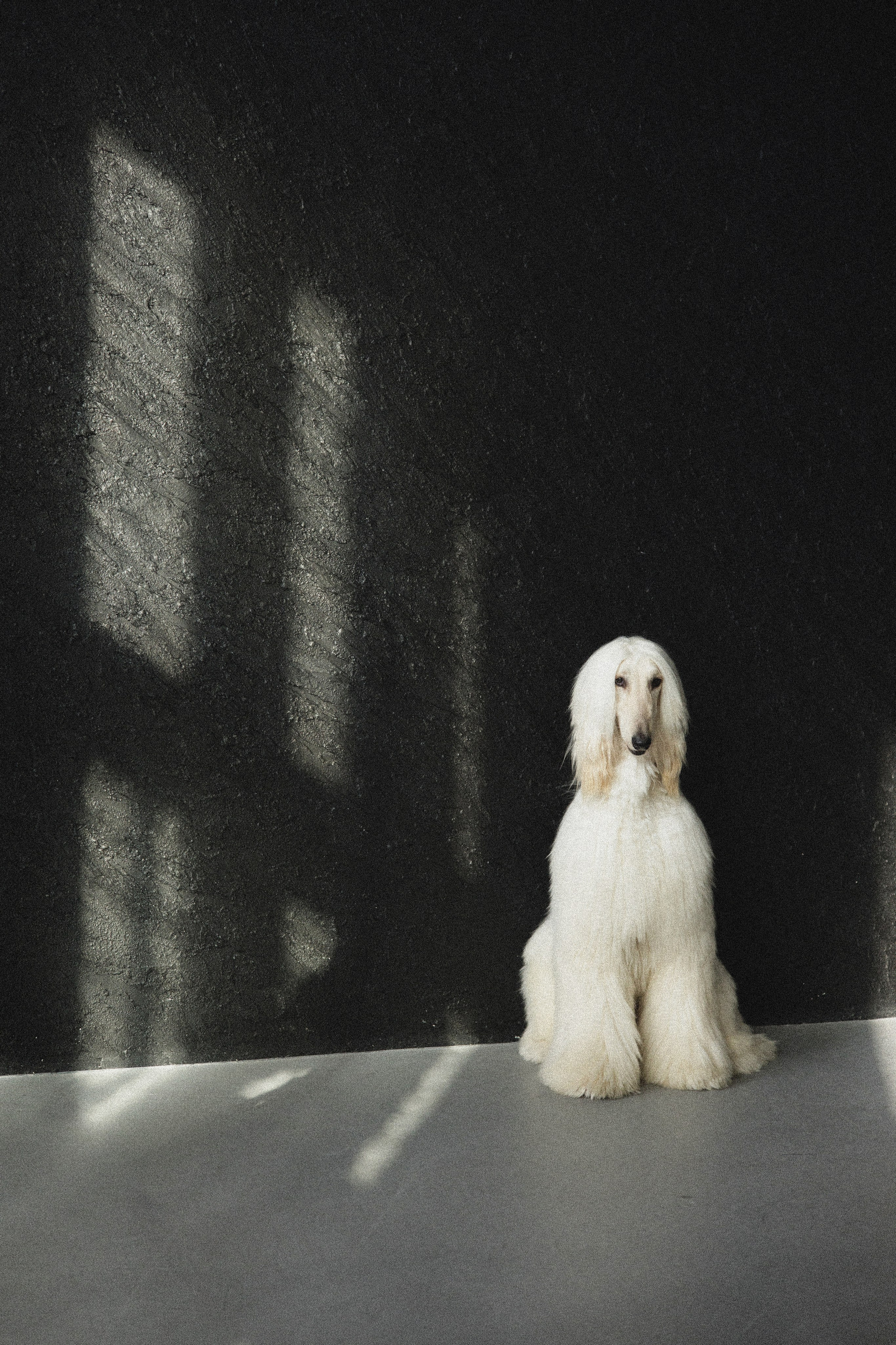 Портфолио. Фотограф-анималист в Екатеринбурге Марина Шишкина