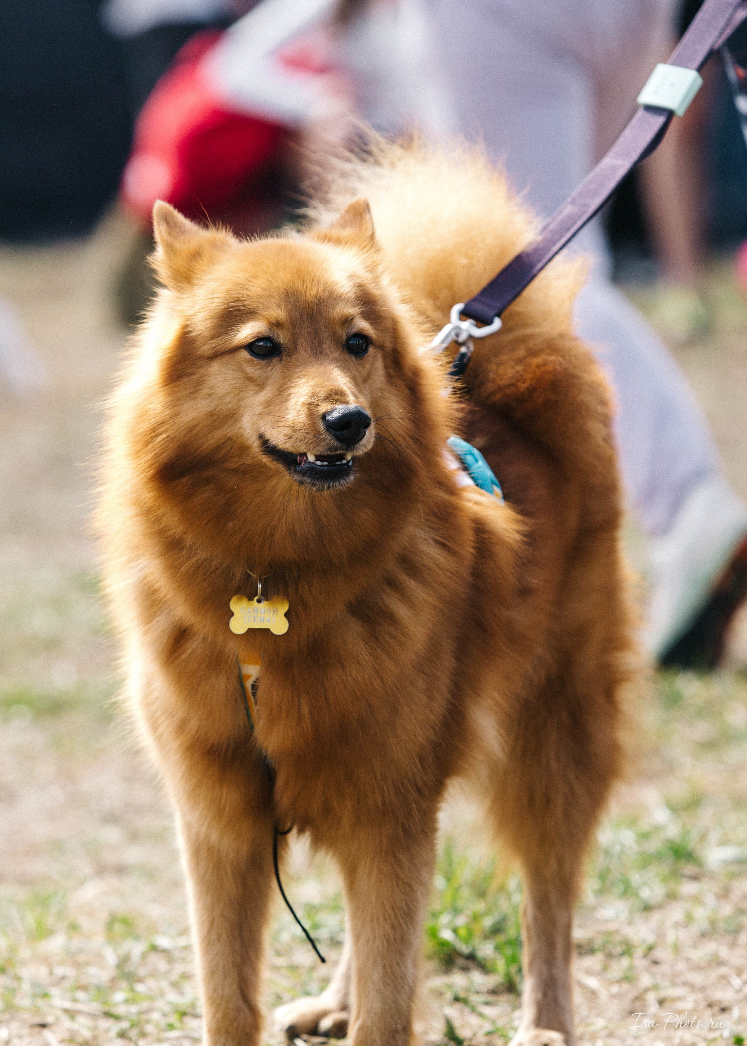 Кросс «Быстрый пёс» 2025. Репортажный фотограф в Москве