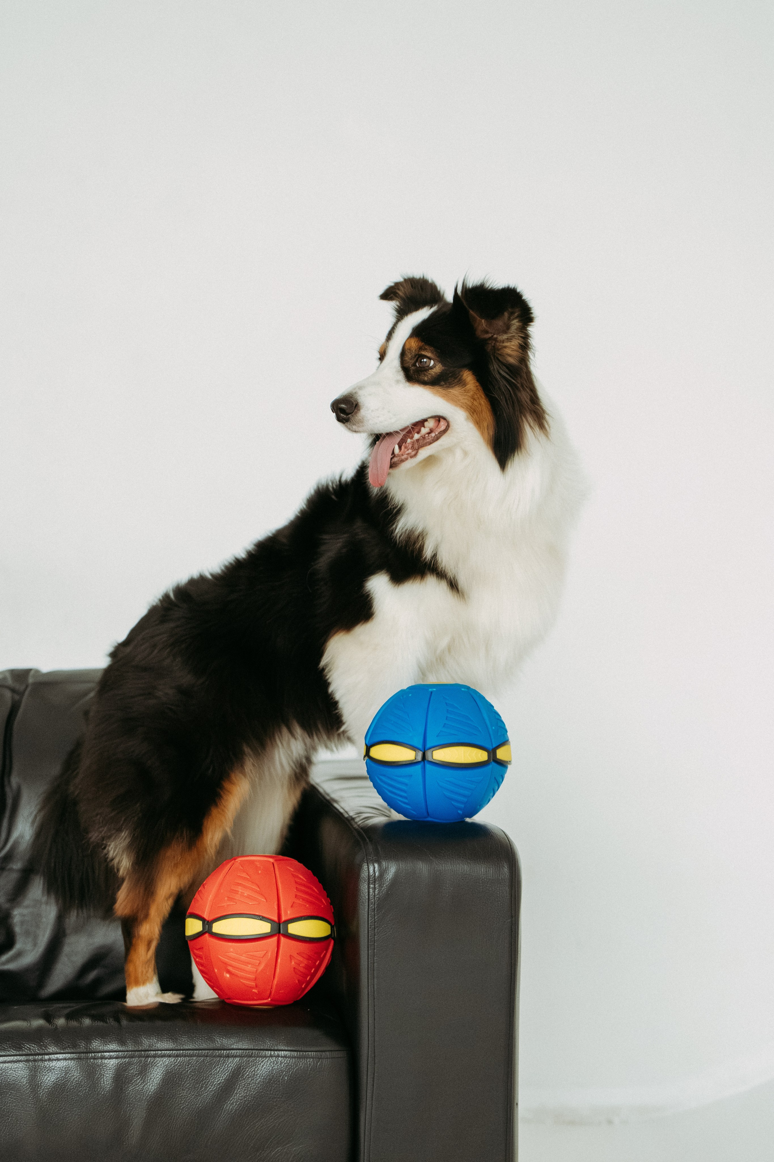 Мячи-попрыгуны. Фотораф — анималист Мария Шистка